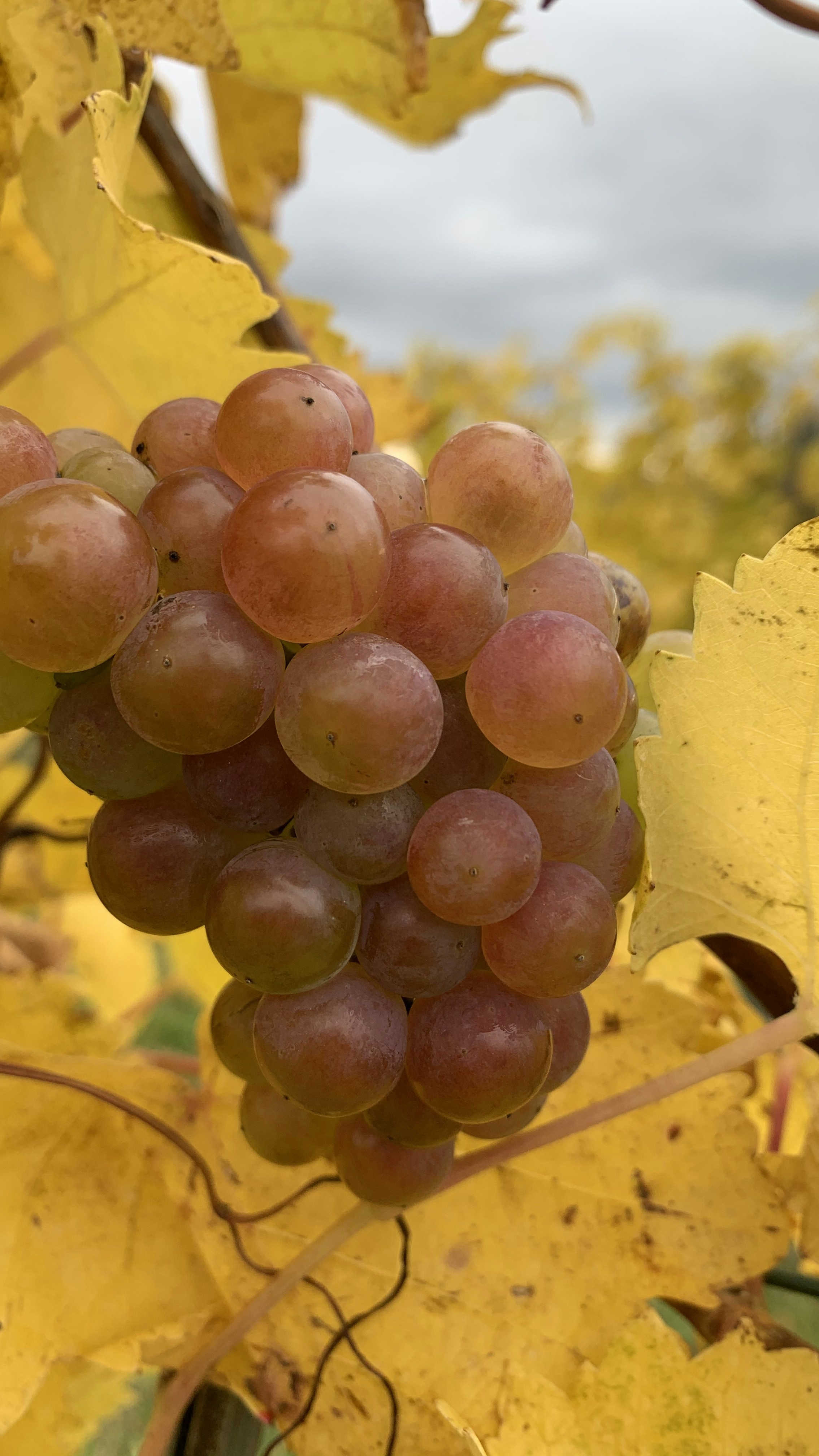 Ripe Wine Grapes in Autumn