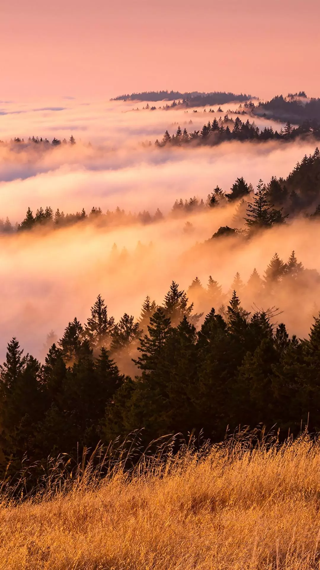 Forest & Flora