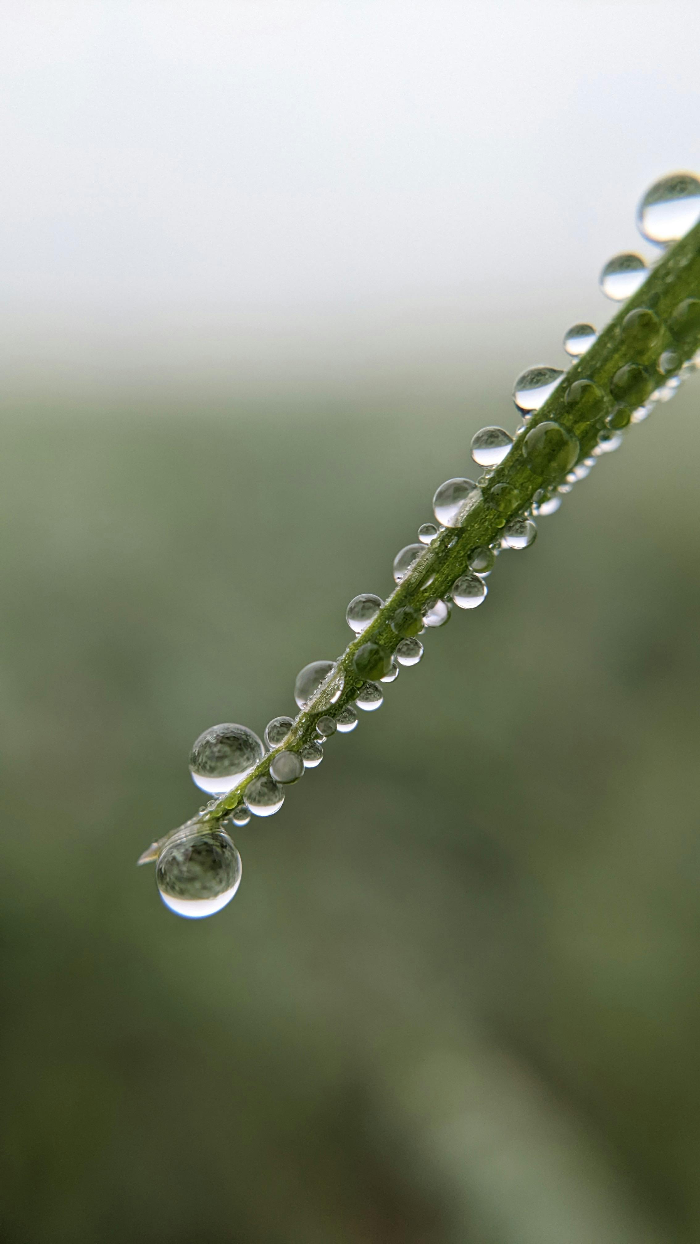 Dewdrops on a Grass Stem