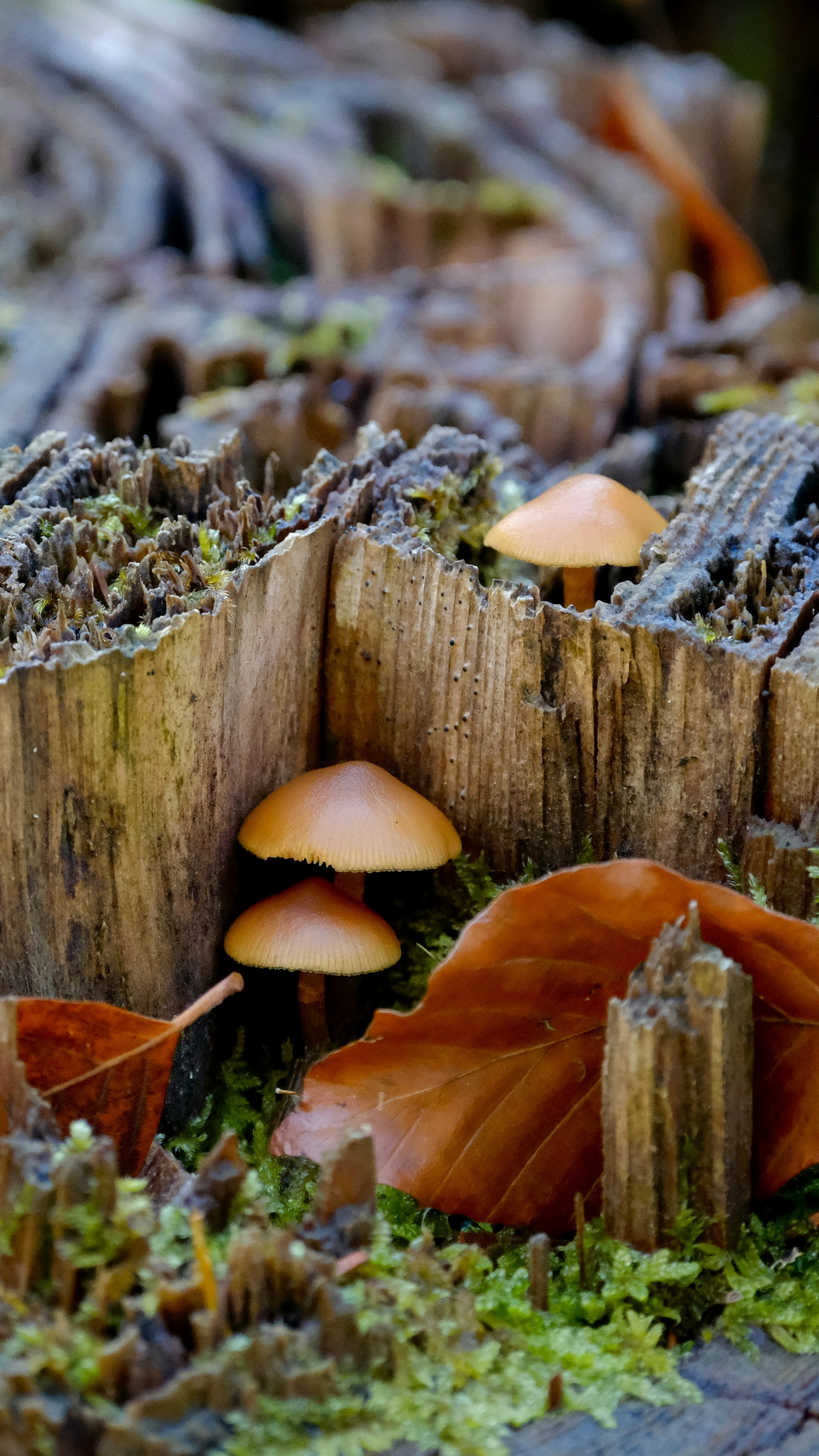 Mushrooms Growing on Rotting Log