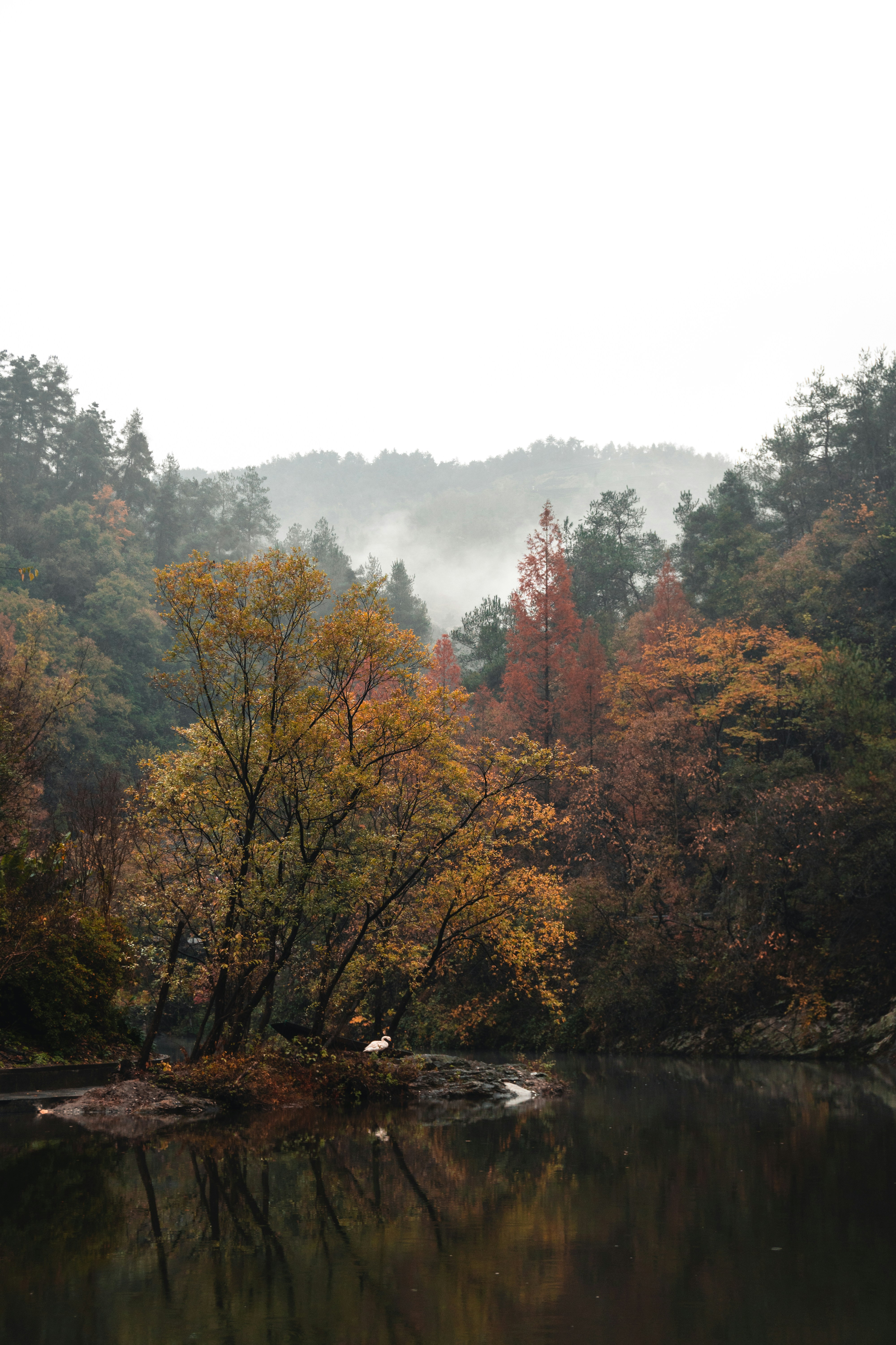 Misty Autumn Lakeside Landscape