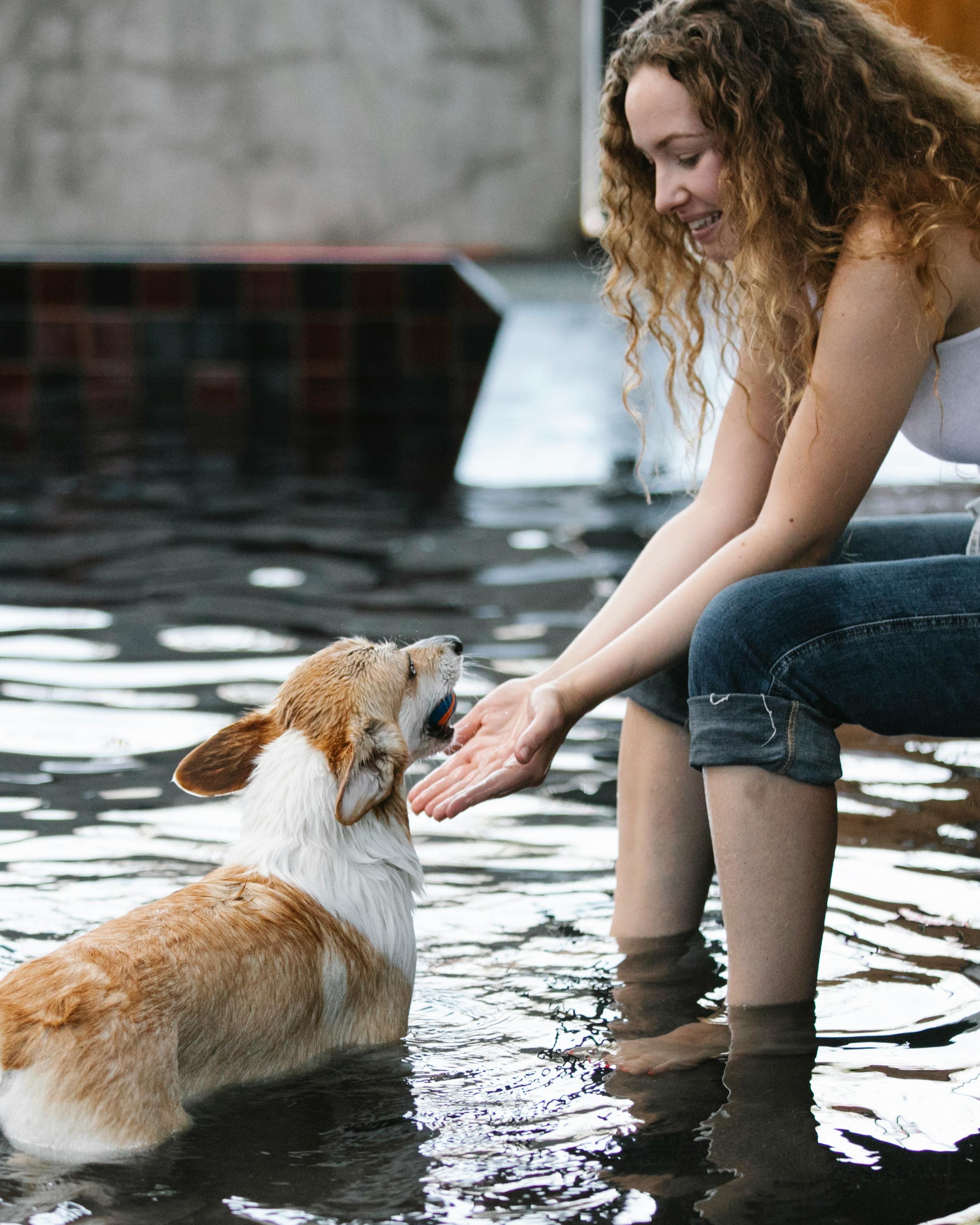 Woman And Corgi In Shallow Water