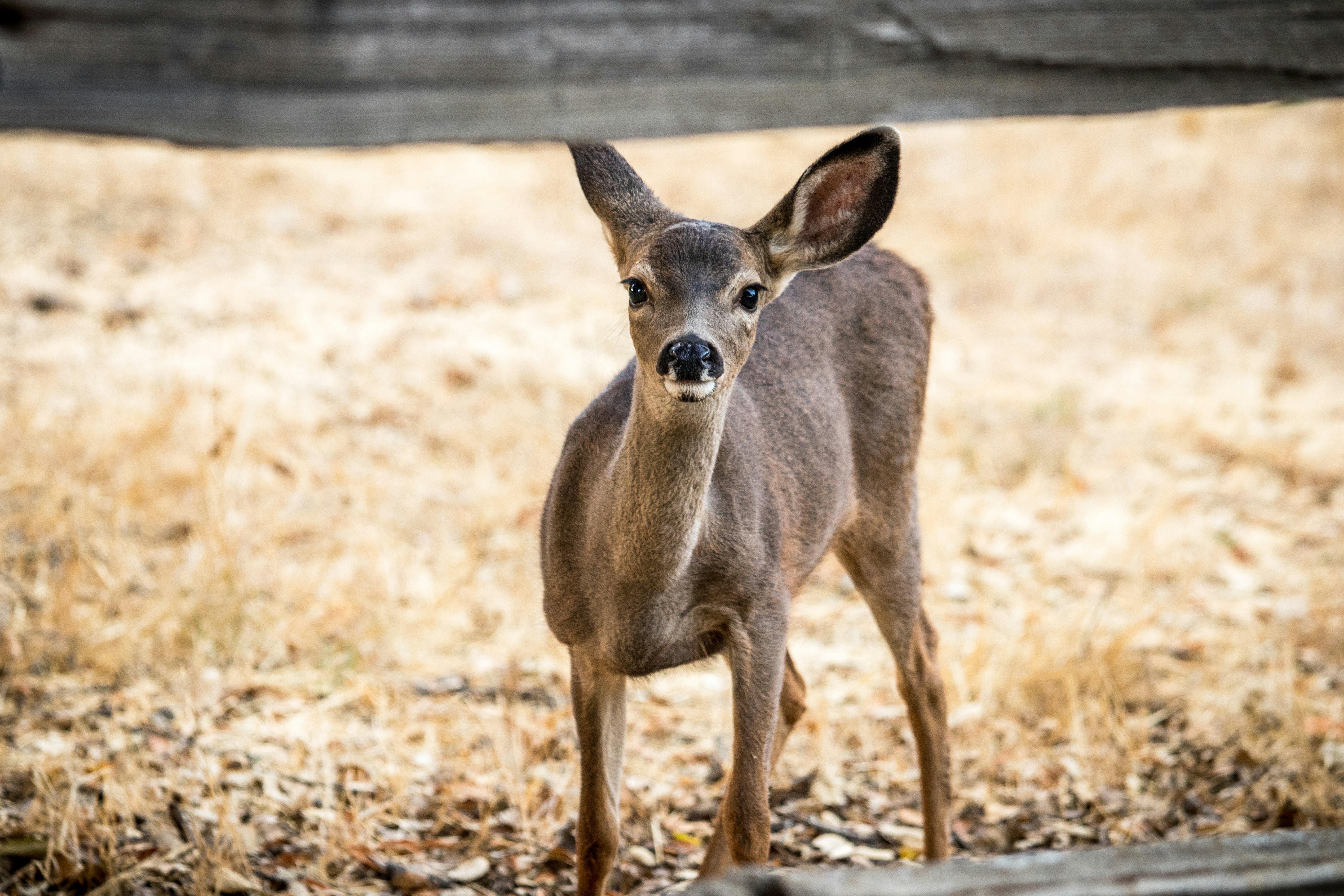 Deer Peeking Through Wooden Fence