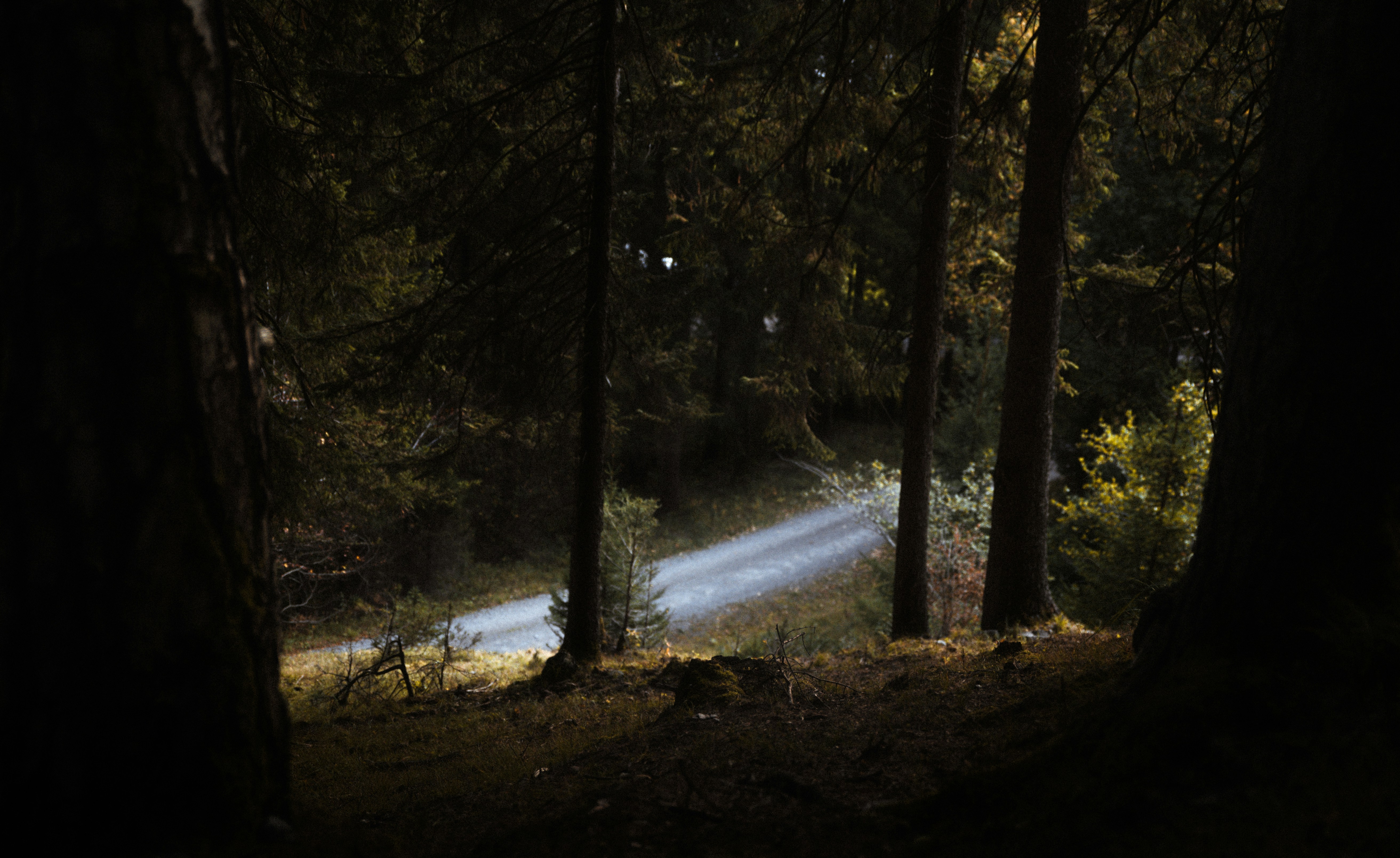 Sunlit Forest Dirt Path