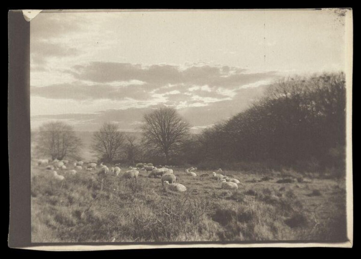 Vintage Photo of Sheep on Pasture