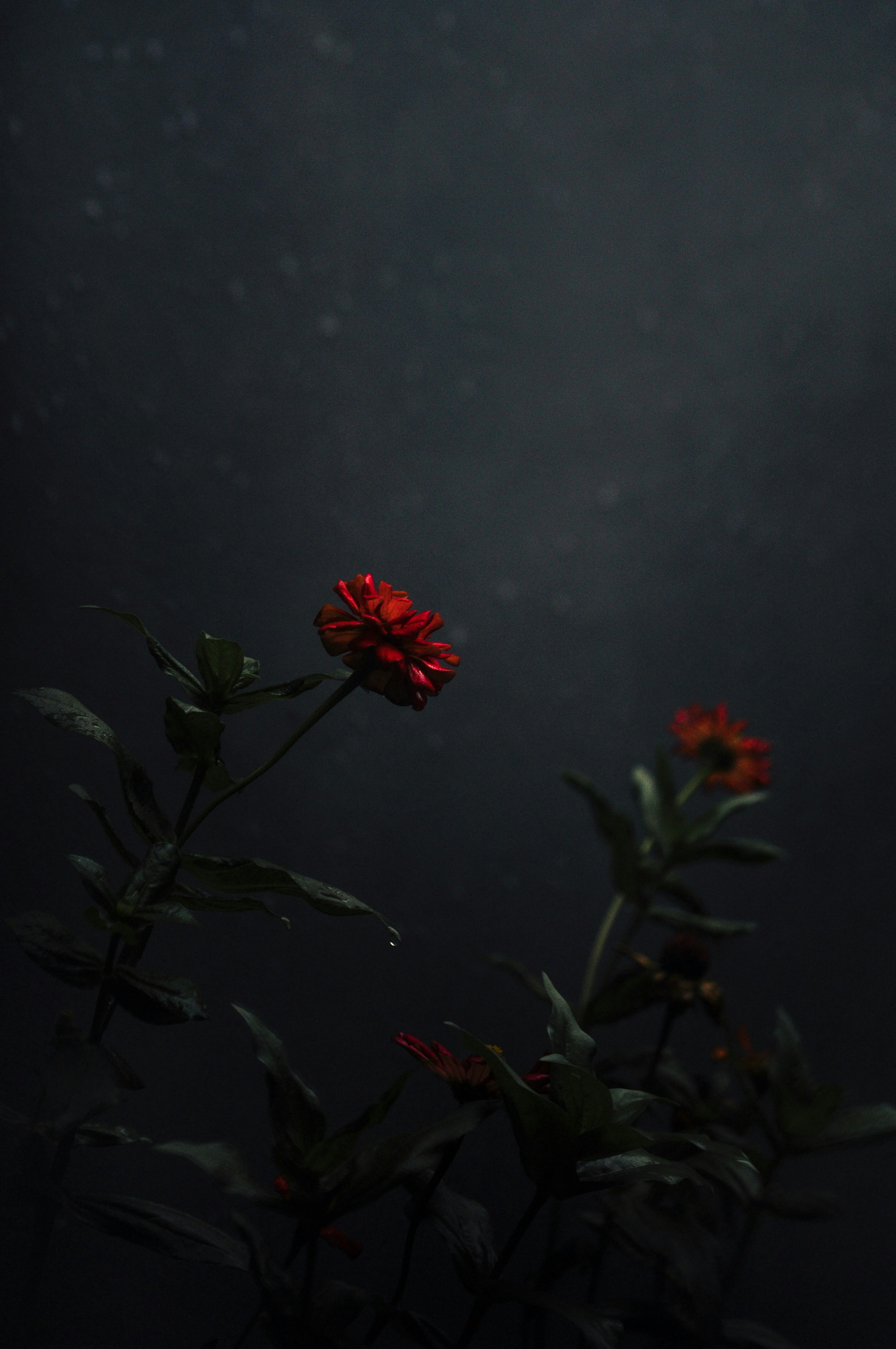 Red Flowers in Dark Rainy Night