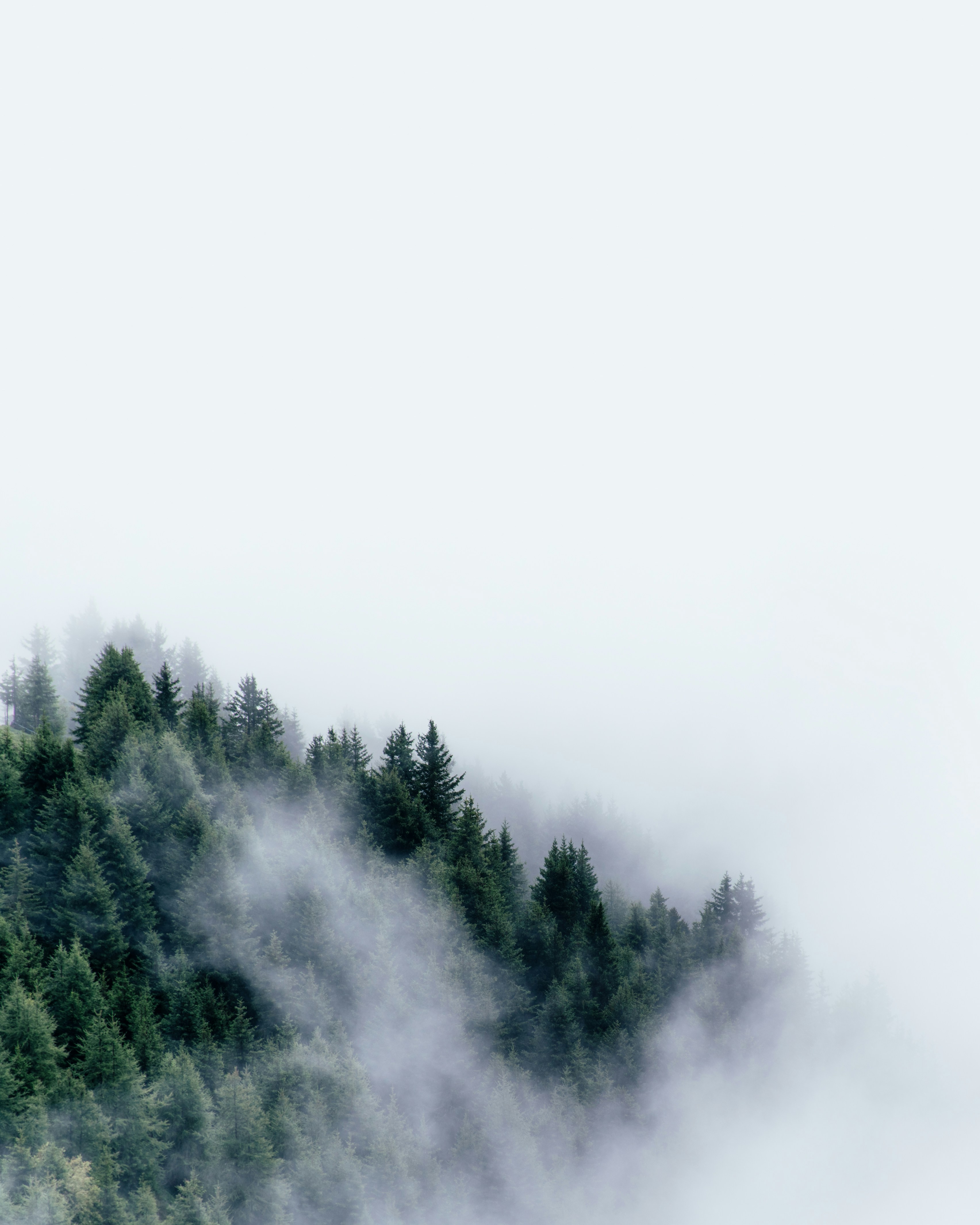 Foggy Mountain Forest