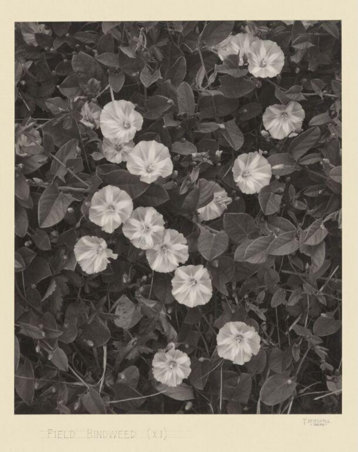 Field Bindweed Botanical Photograph