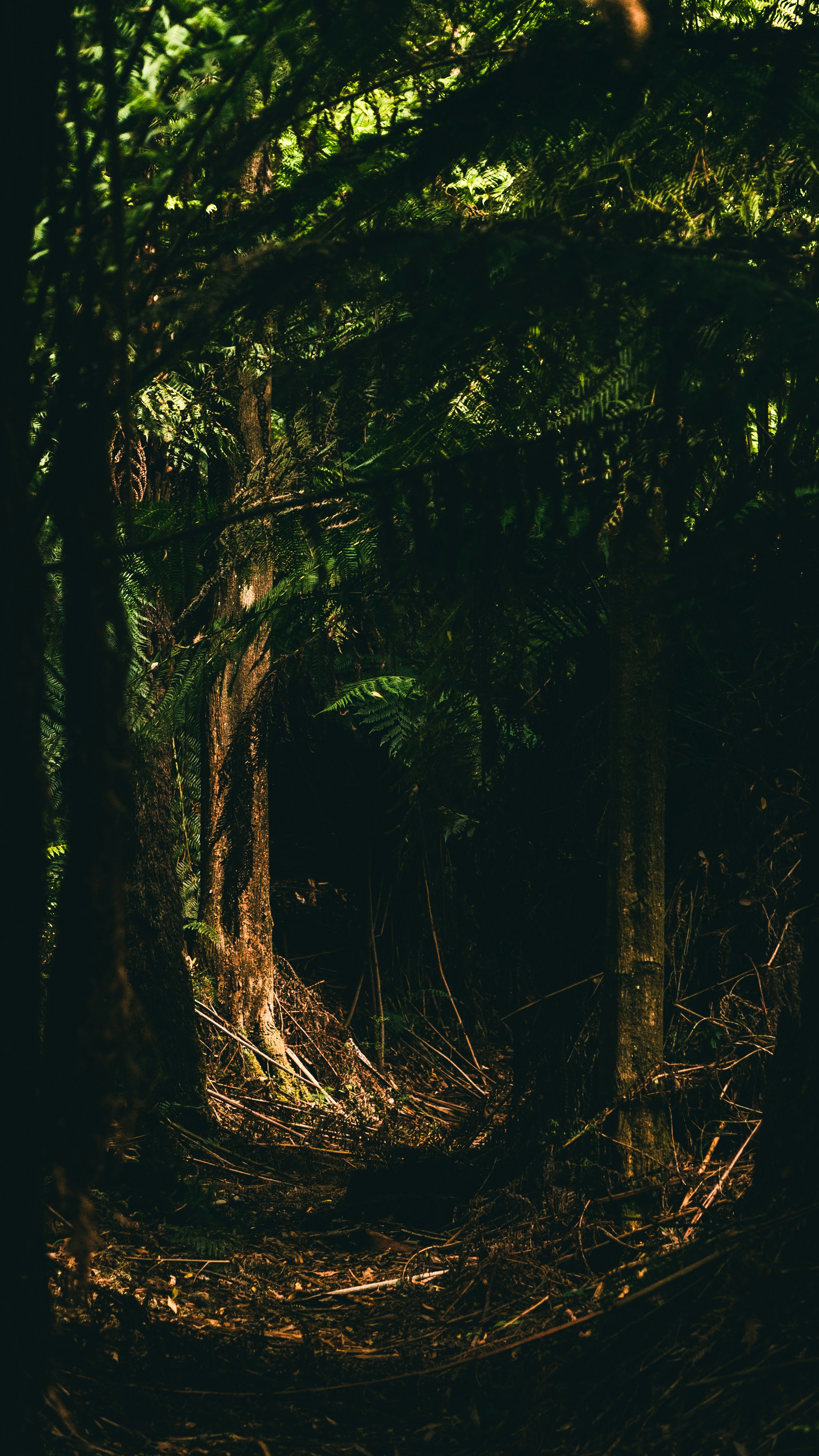 Wallpapers