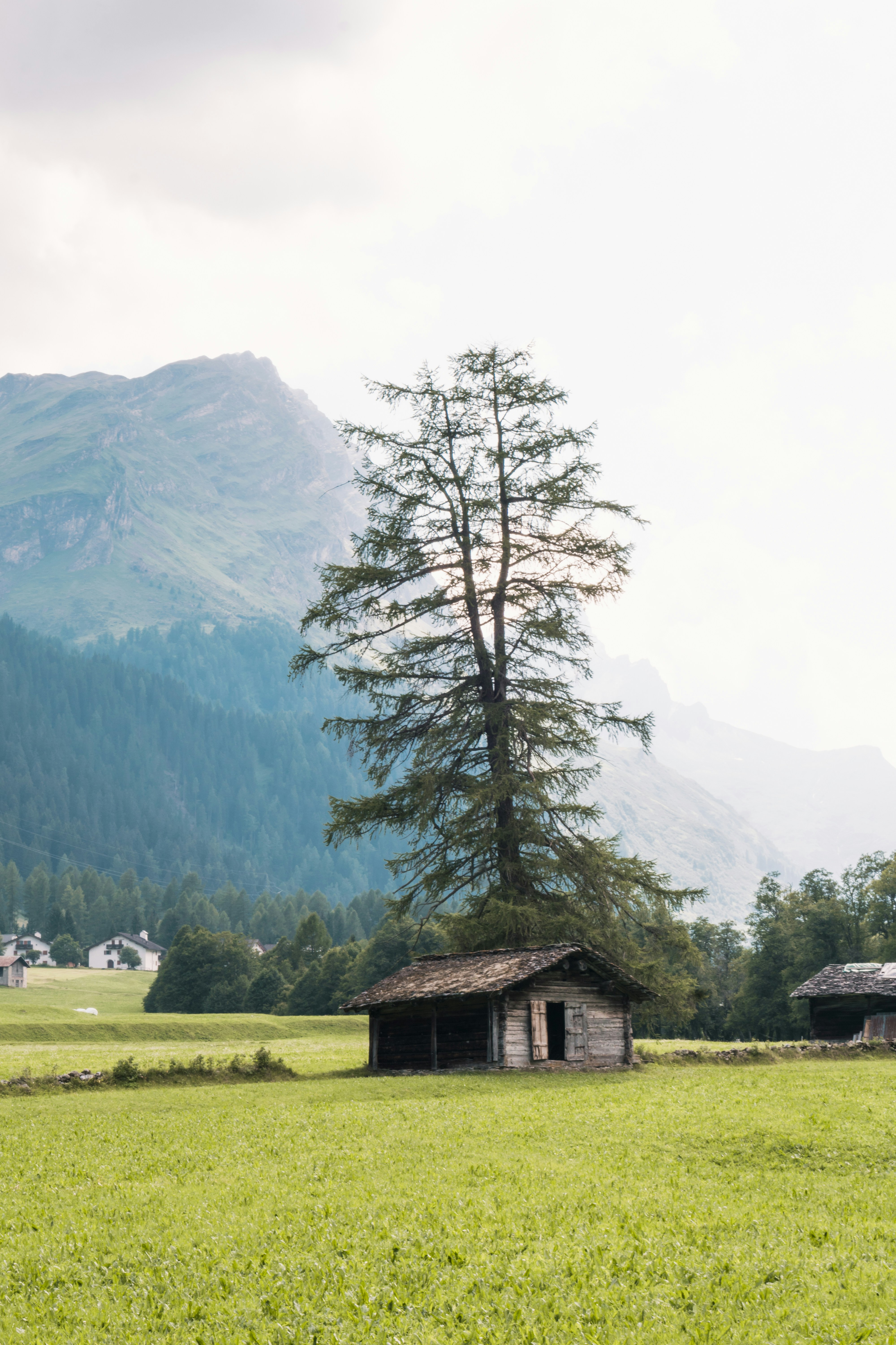 Old Wooden Cabin on Alpine Meadow