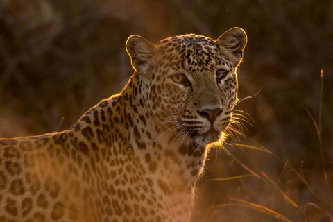 Backlit Leopard at Sunset