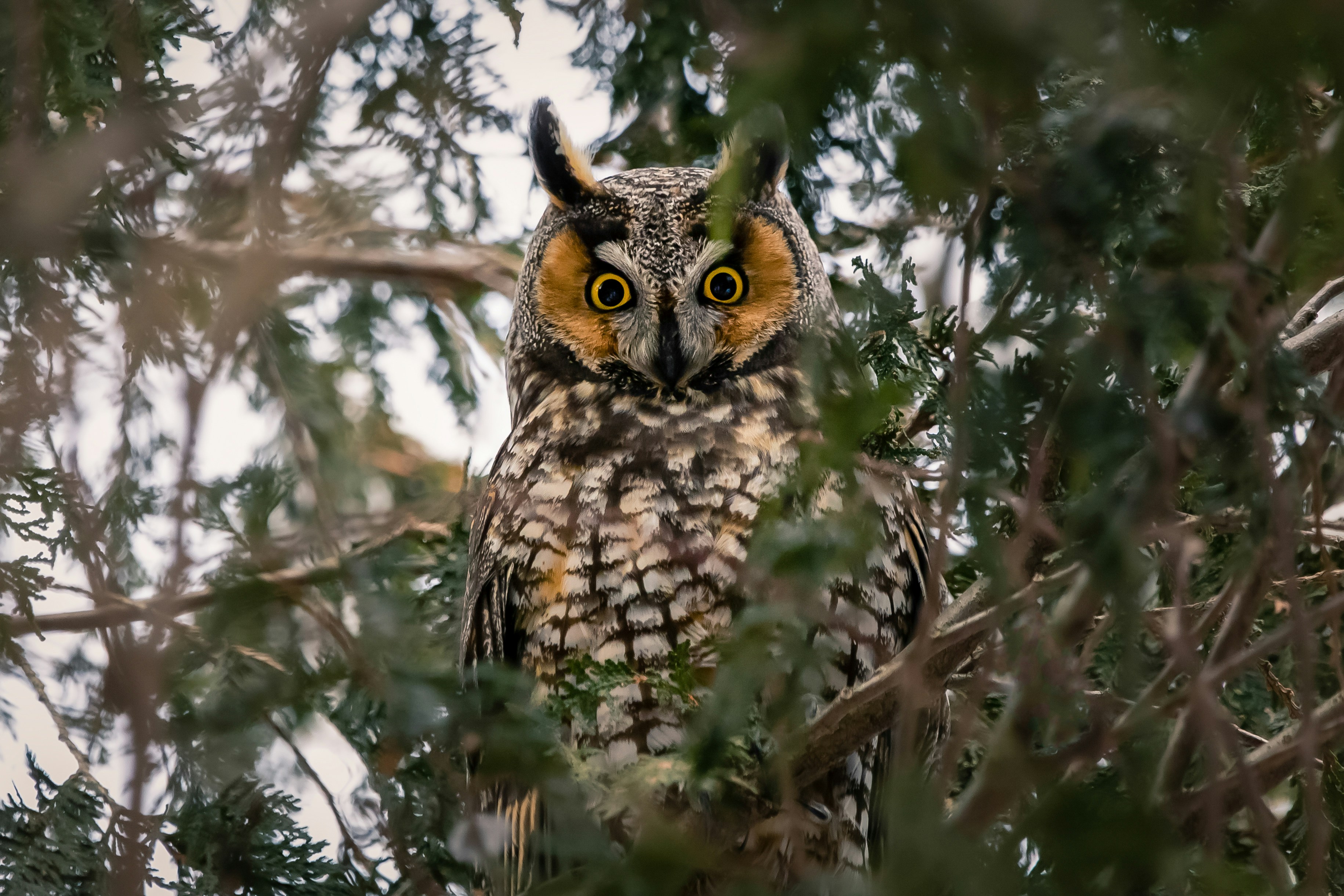 Long-eared Owl Perched in Evergreen Tree