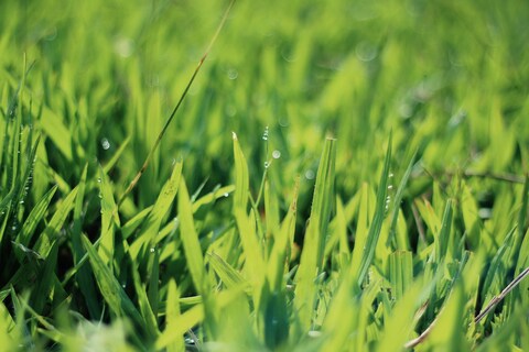 Dewdrops on Fresh Green Grass