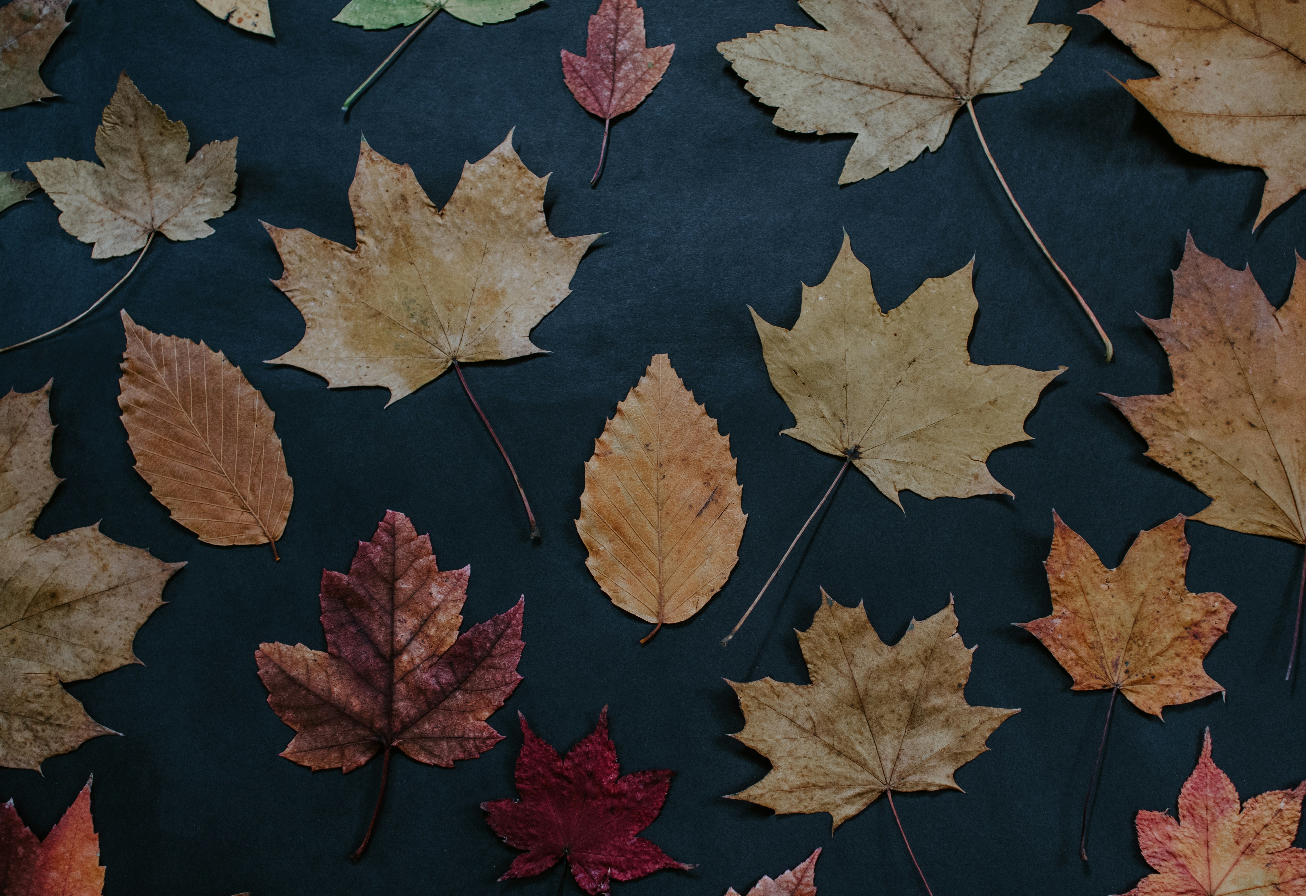 Dried autumn leaves on dark background