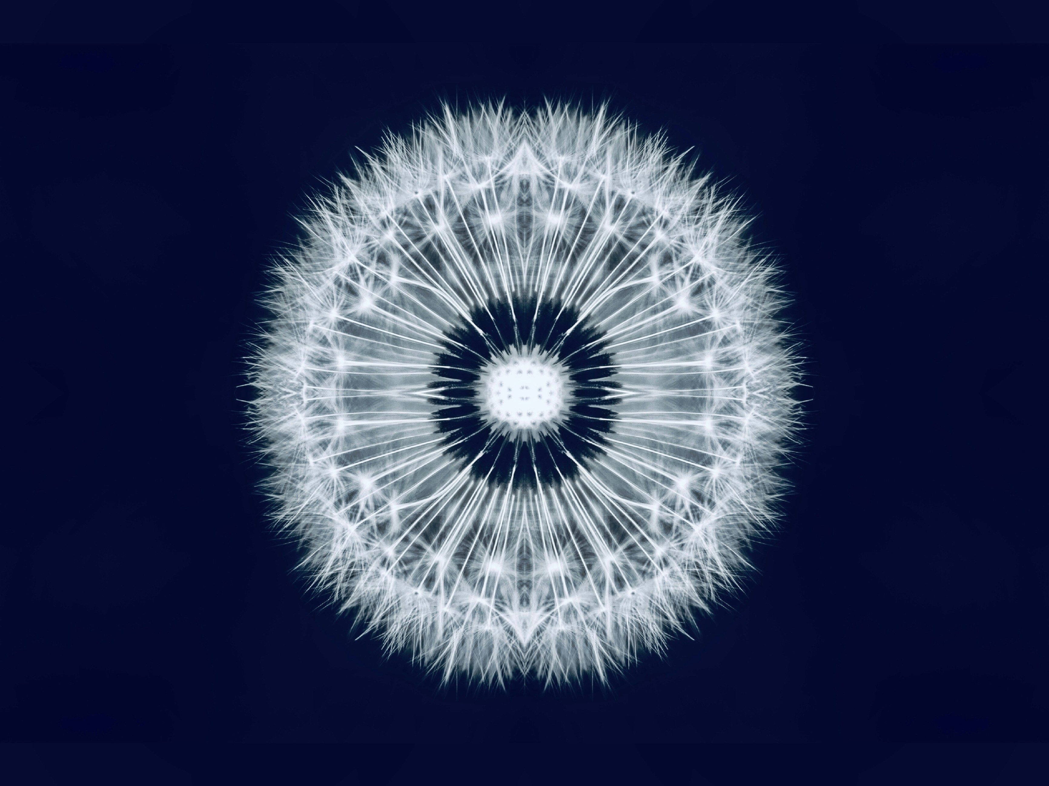 Symmetric Dandelion on Deep Blue Background