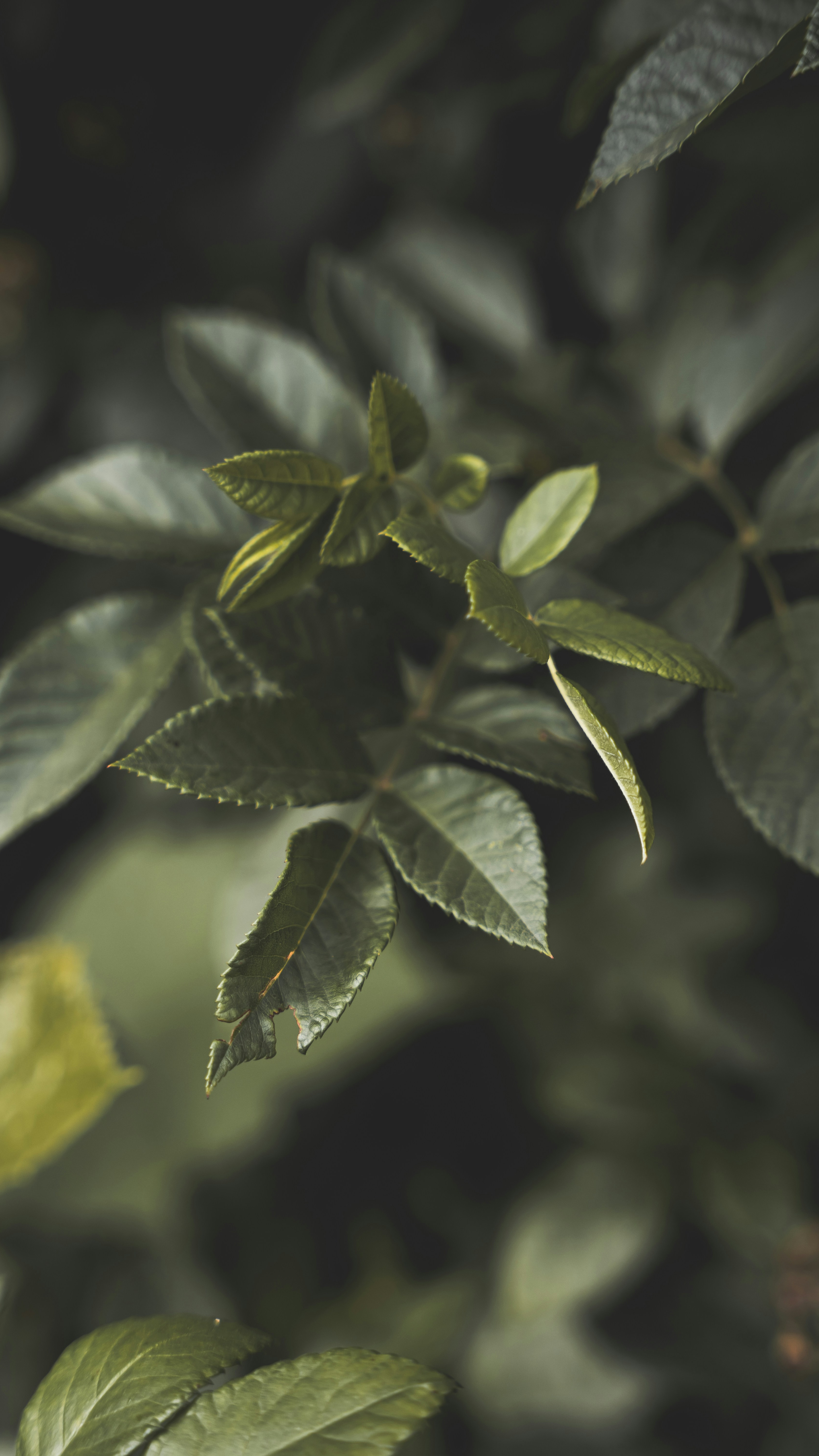 Wallpapers