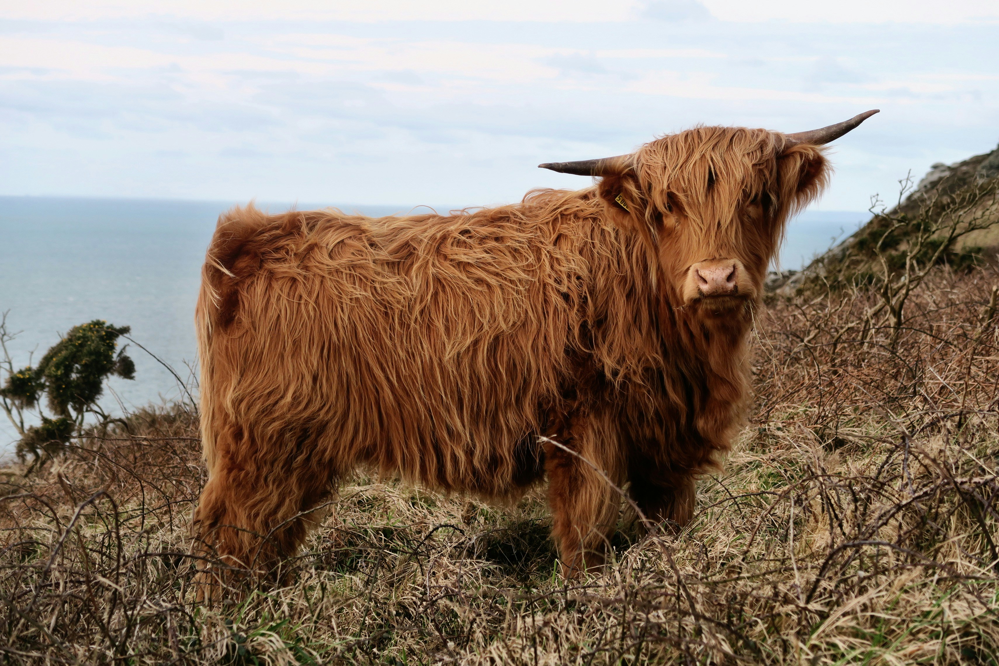 Highland Cow on Coastal Hillside