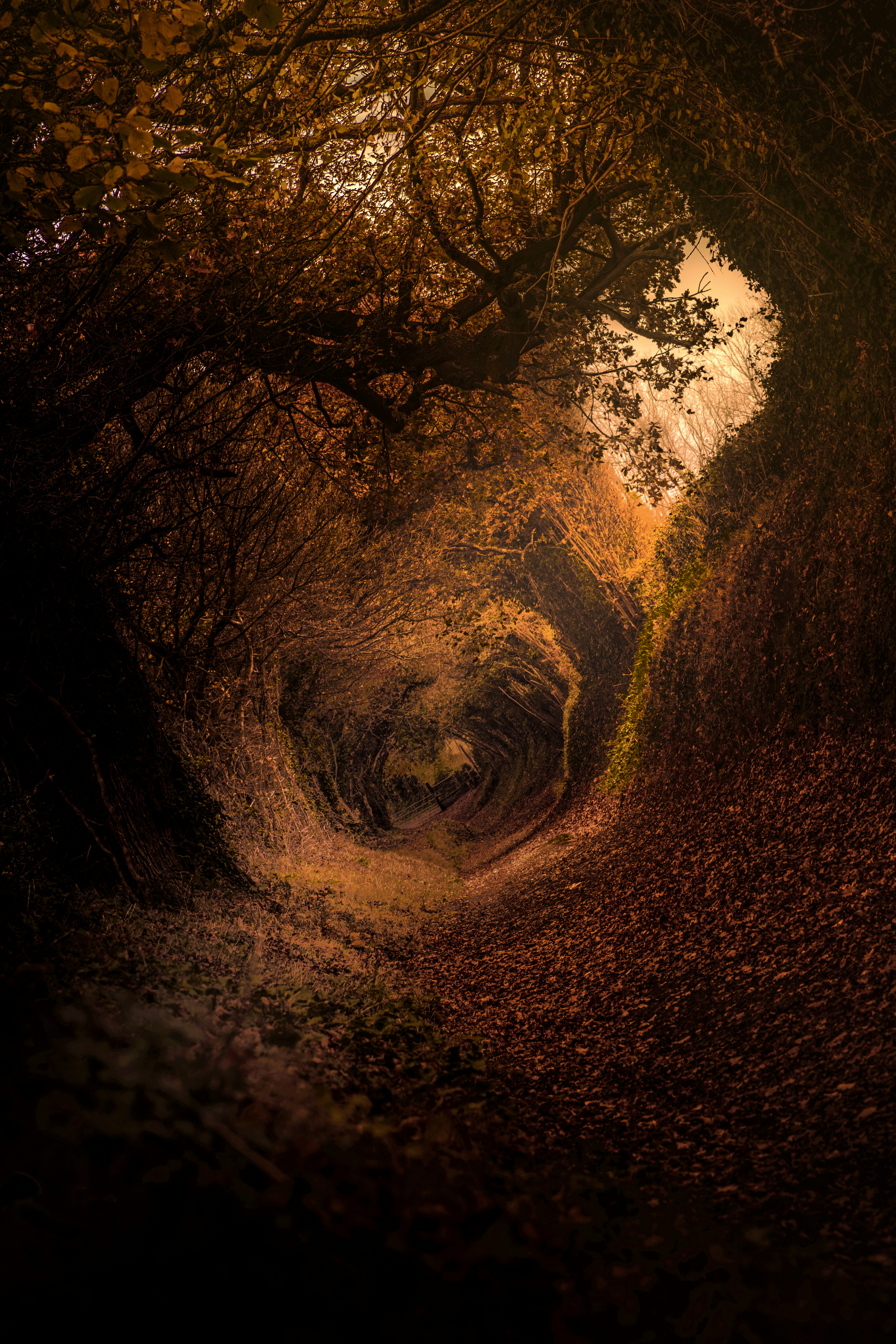 Autumn Tree Tunnel Path