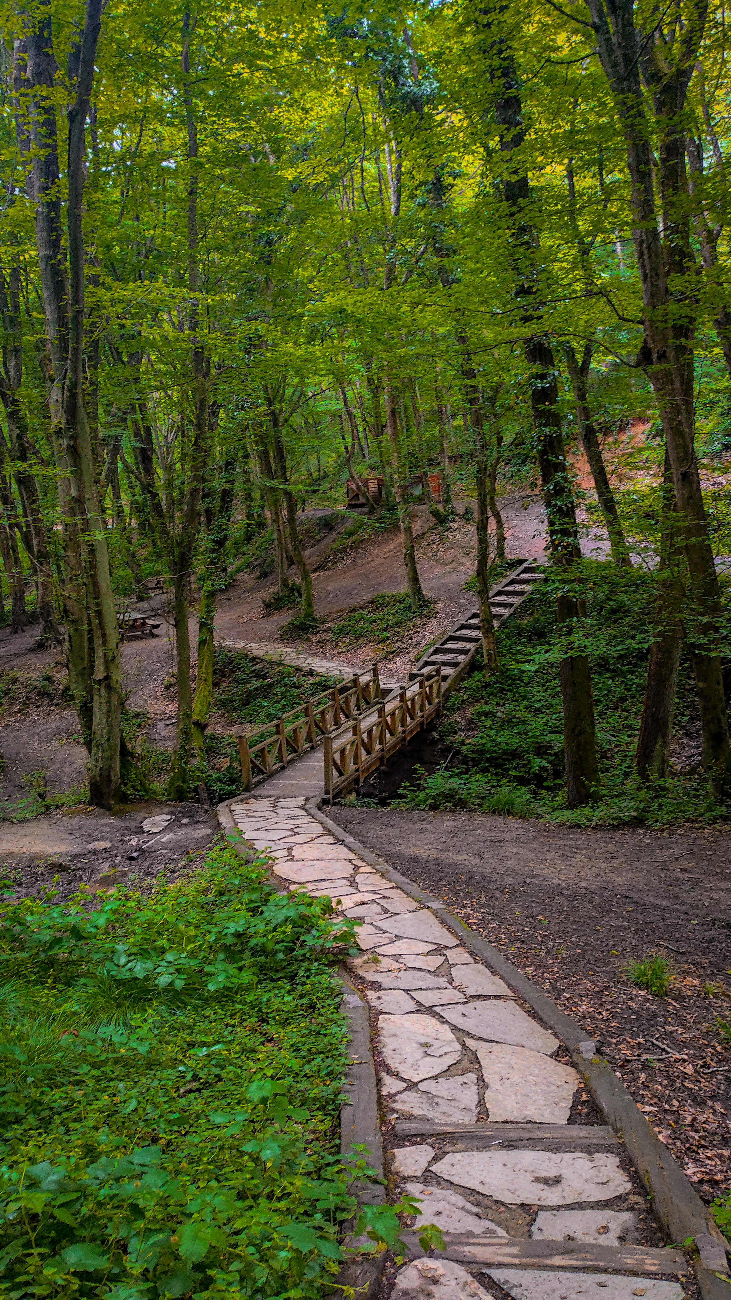 Forest Hiking Trail with Stone Path