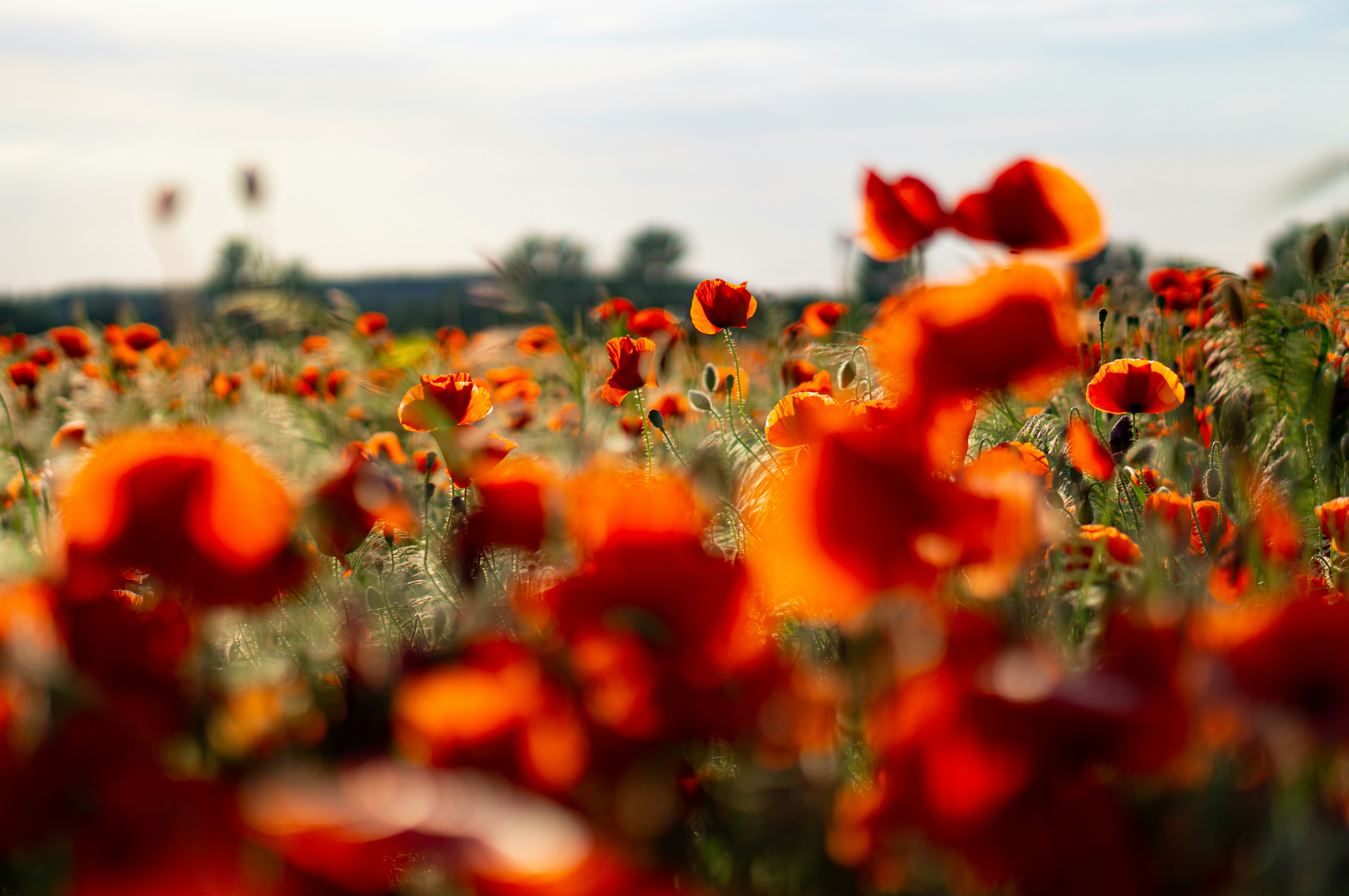 Sunlit Poppy Flower Field