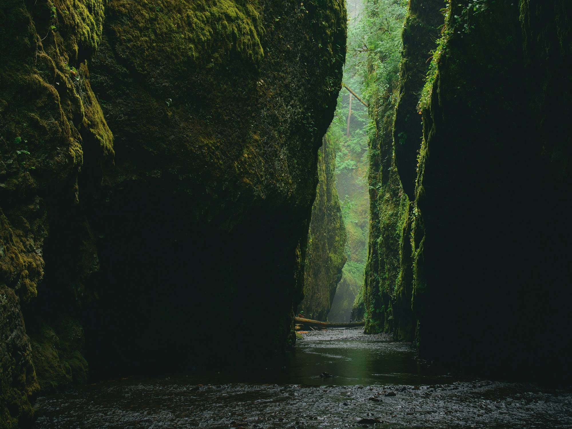 Mossy Gorge with Stream