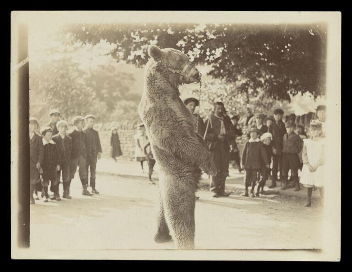 Vintage Trained Performing Bear