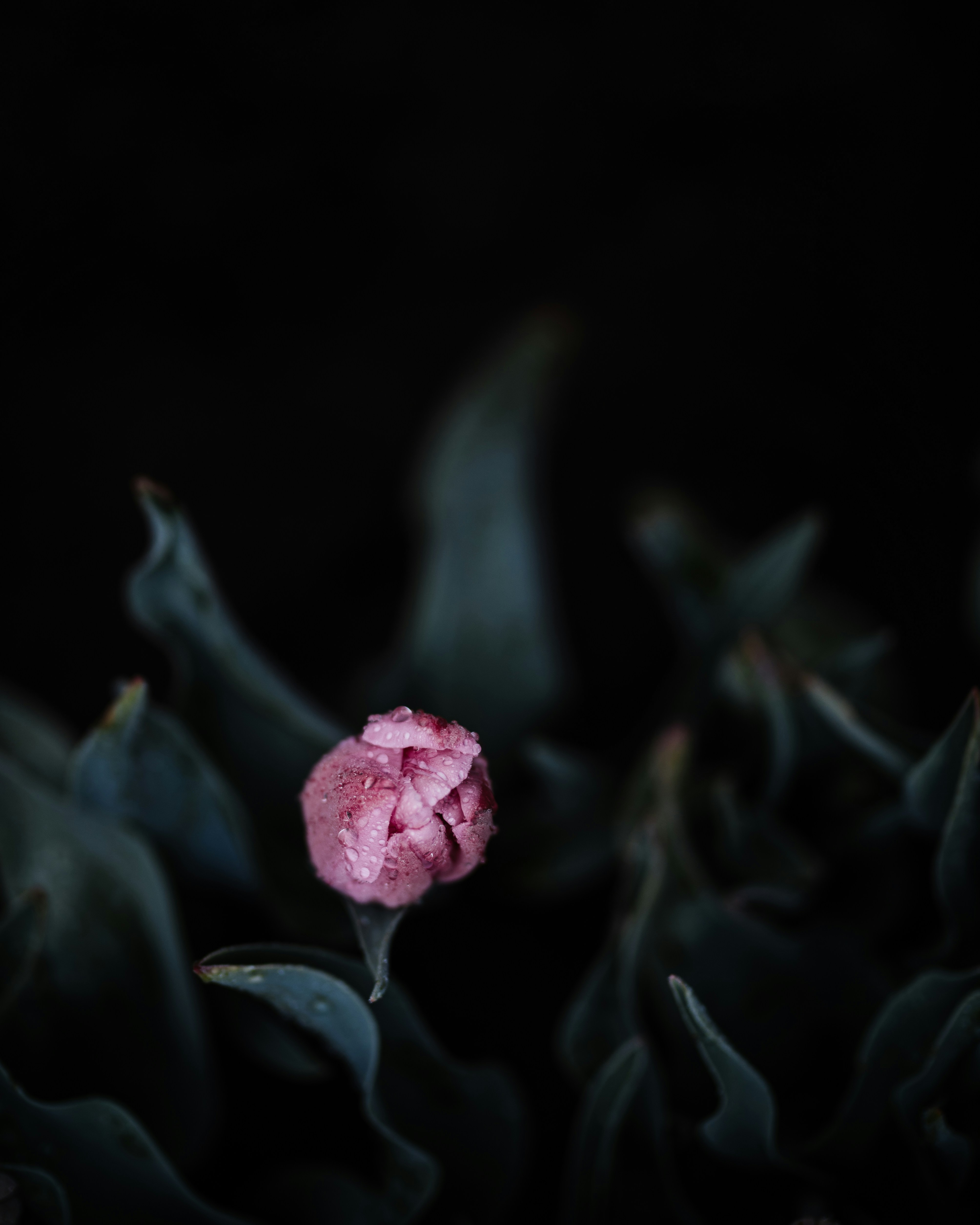 Pink Tulip Bud with Dewdrops