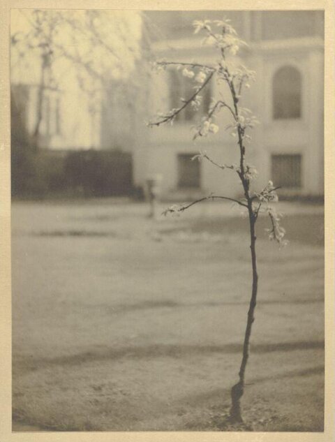 Vintage Photo of Blooming Young Tree