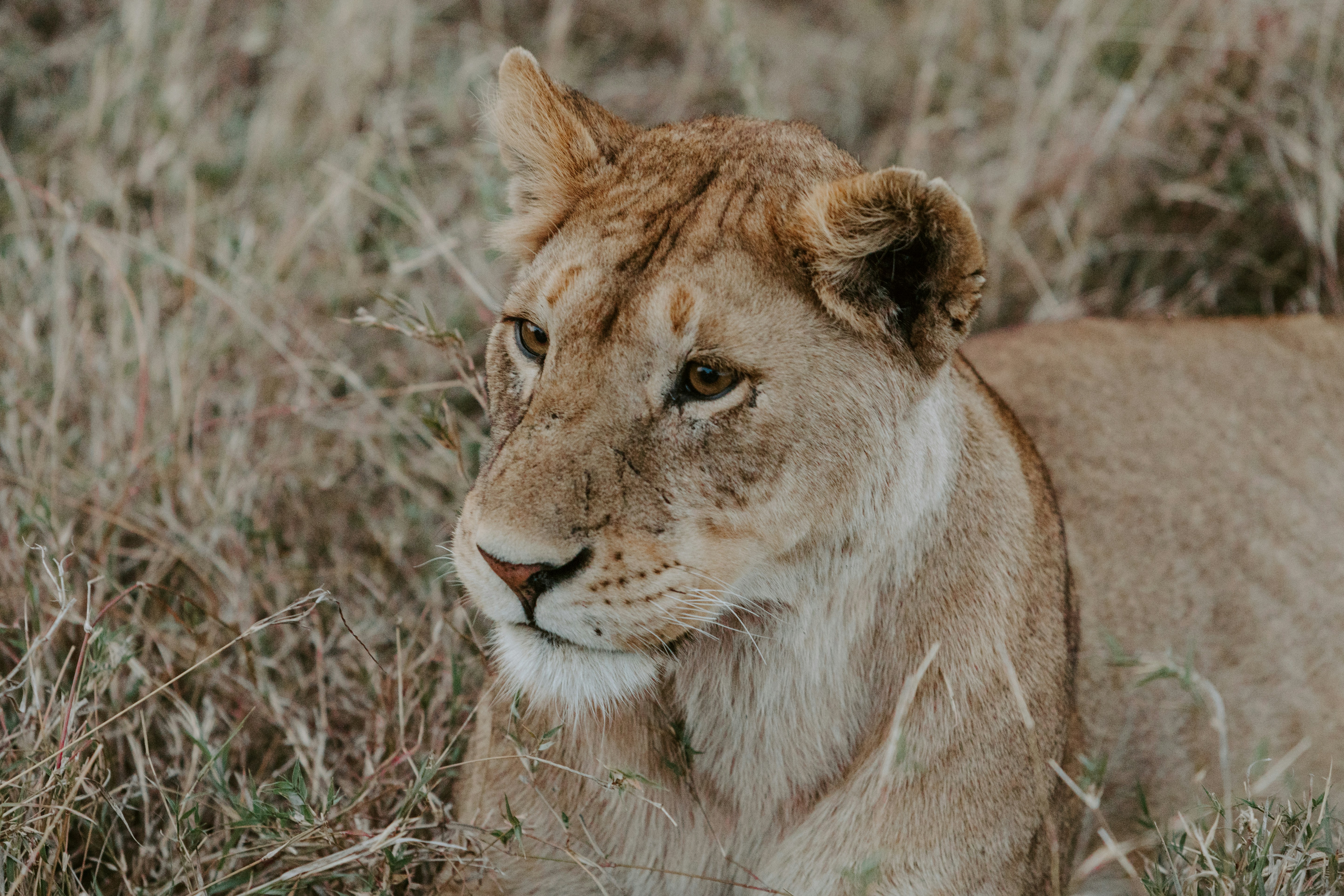 Lioness Resting in Savanna Grass