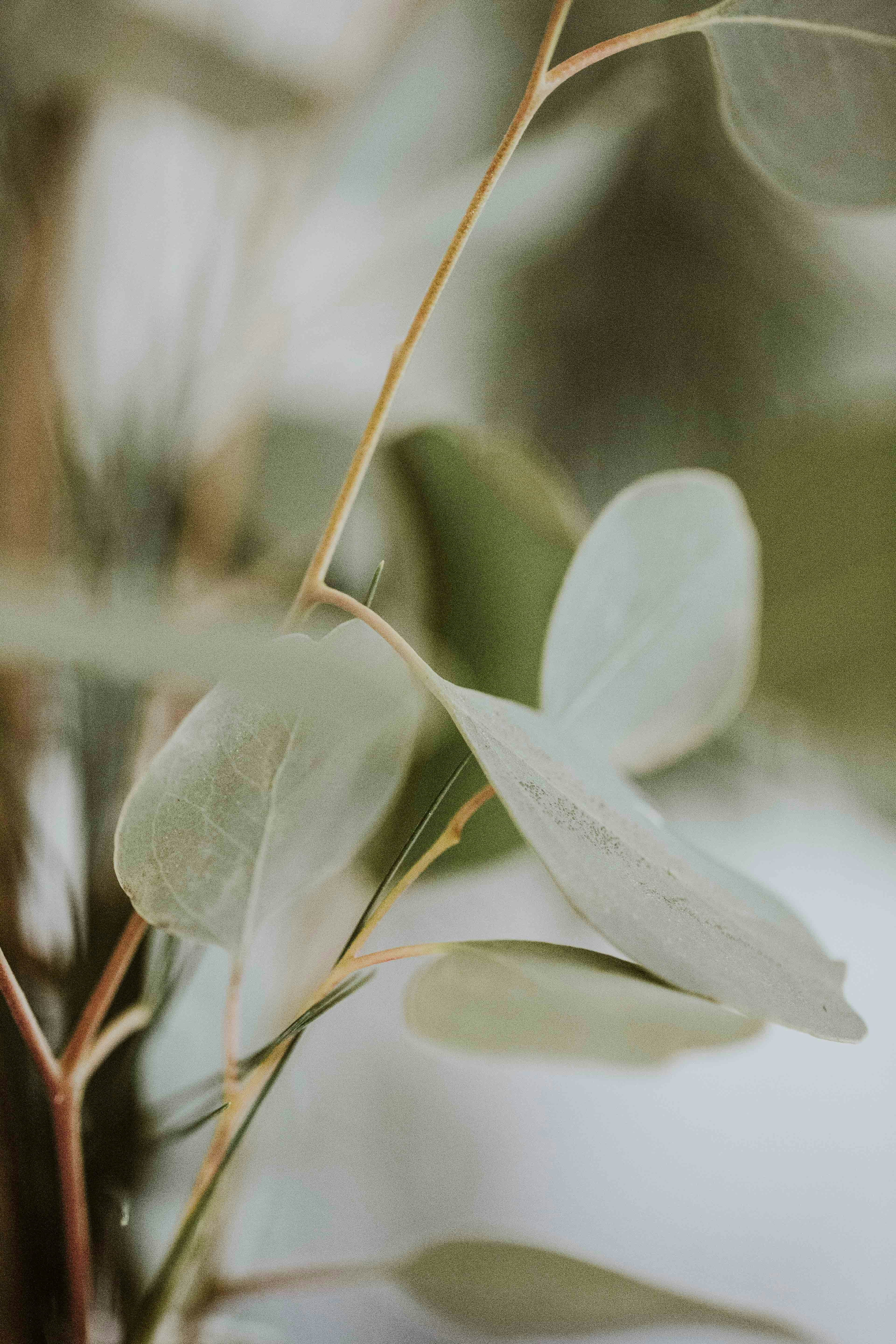 Close-up of Eucalyptus Leaves