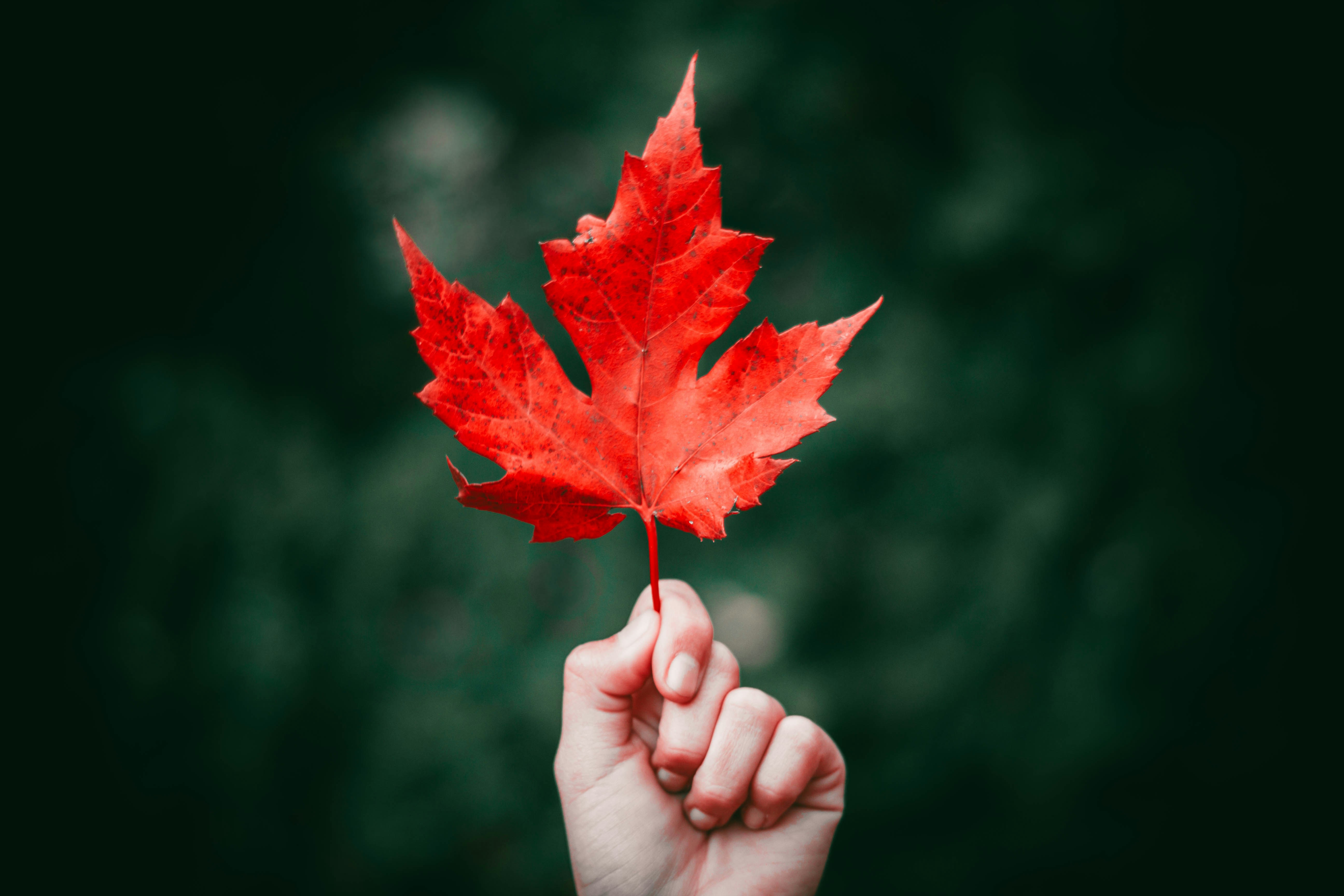 Hand Holding Red Maple Leaf