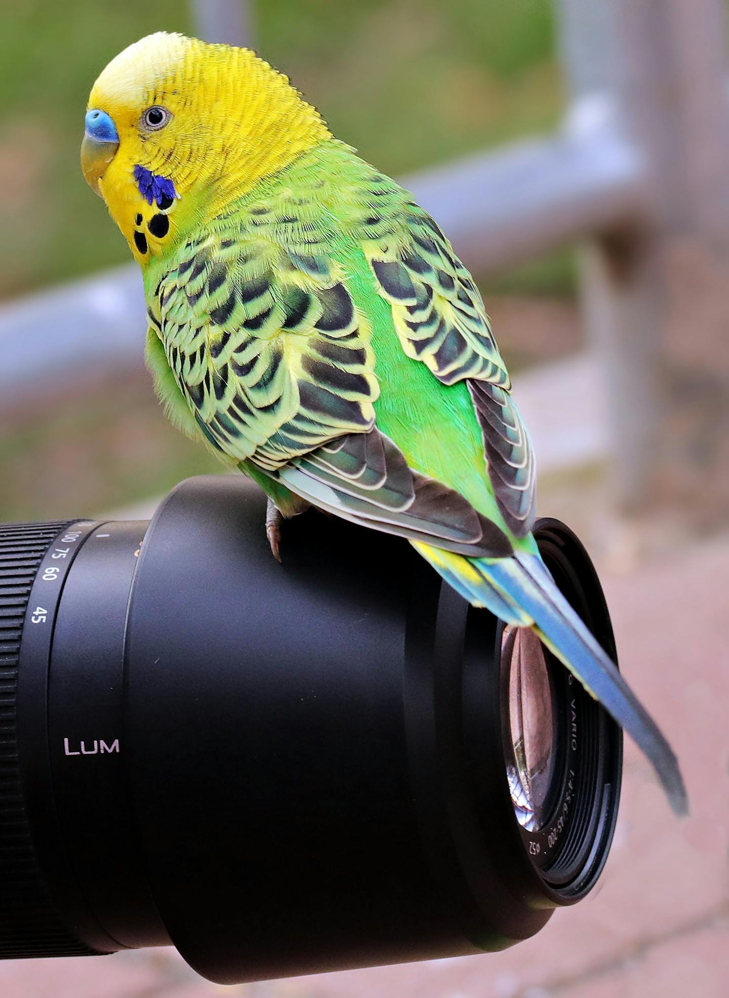 Budgie Perched on Camera Lens