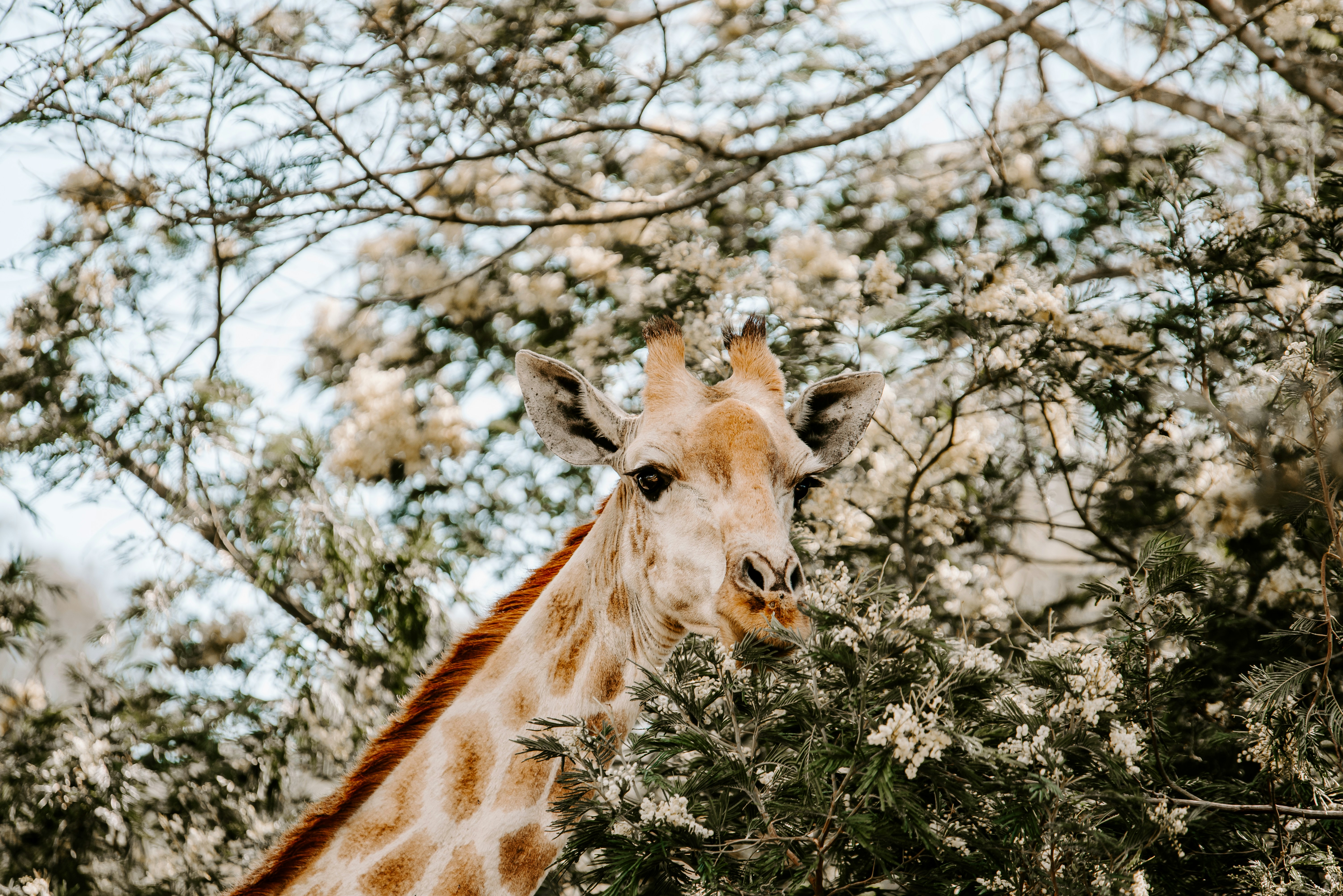 Giraffe Among Flowering Trees