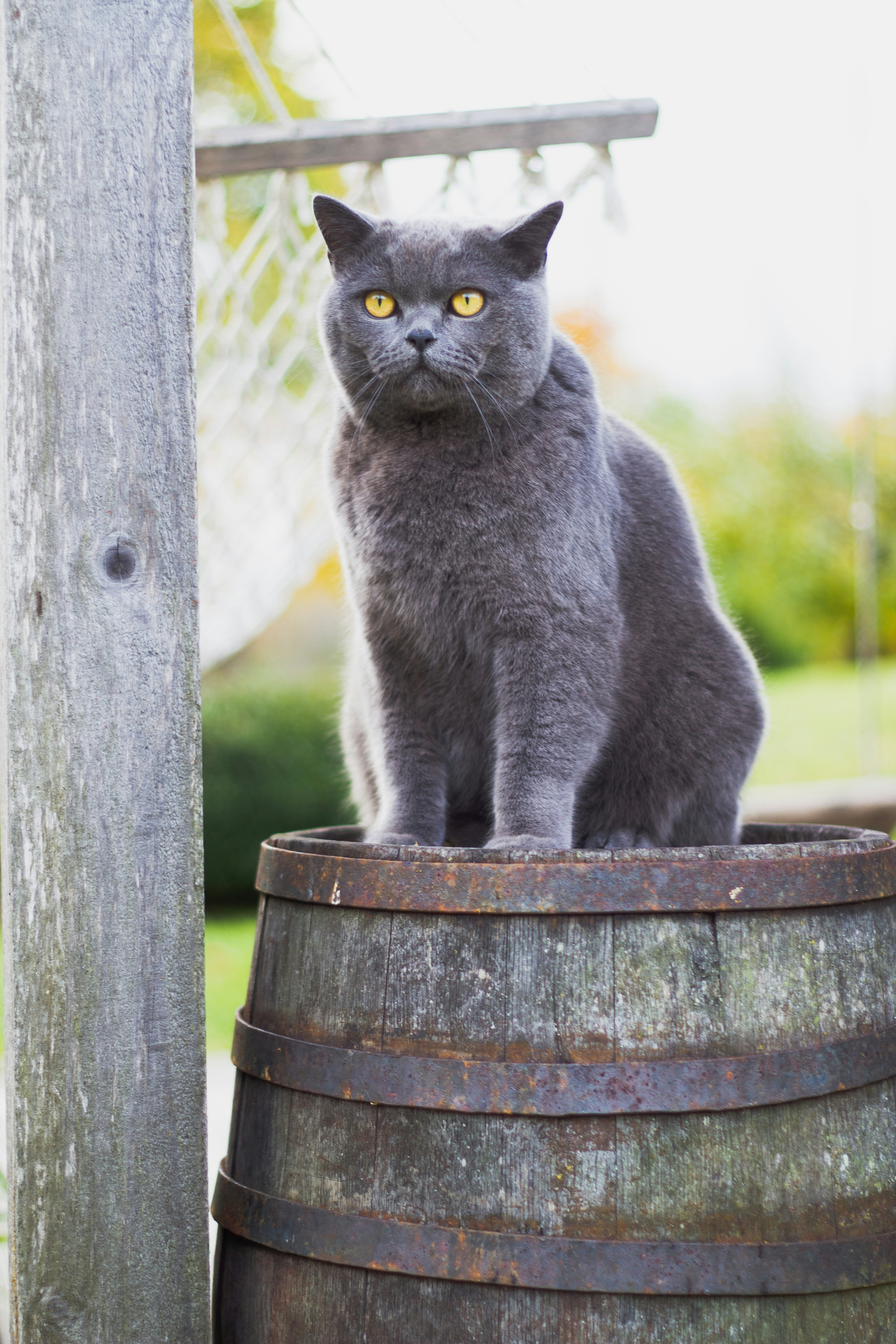 Gray Cat Sitting On Wooden Barrel