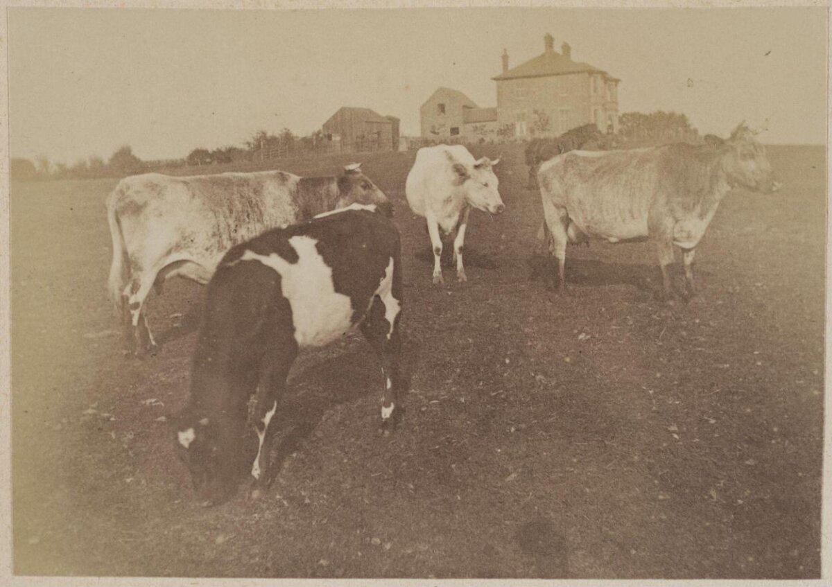 Cows Grazing on Farm Pasture