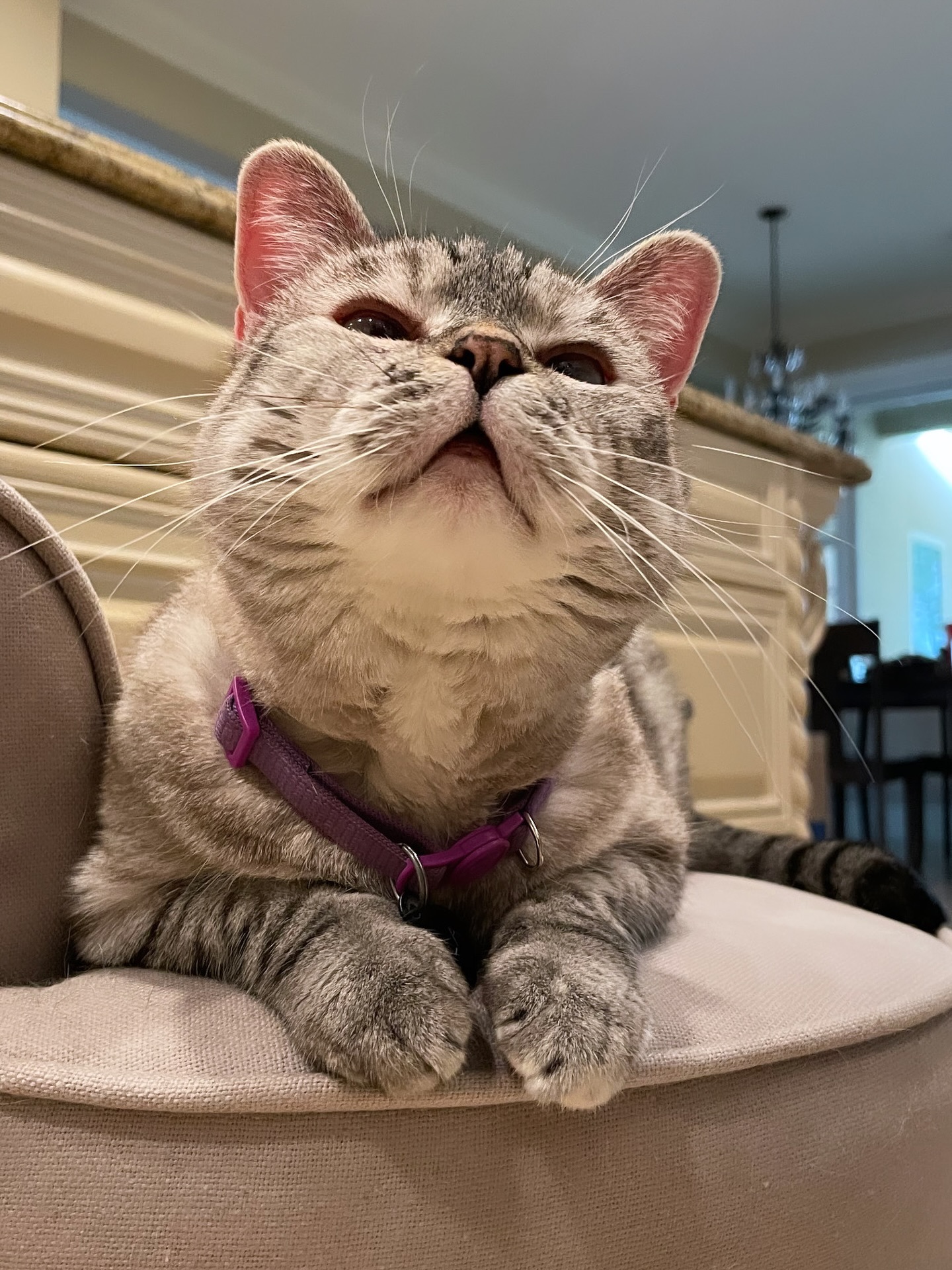 Grey Tabby Cat Looking Up