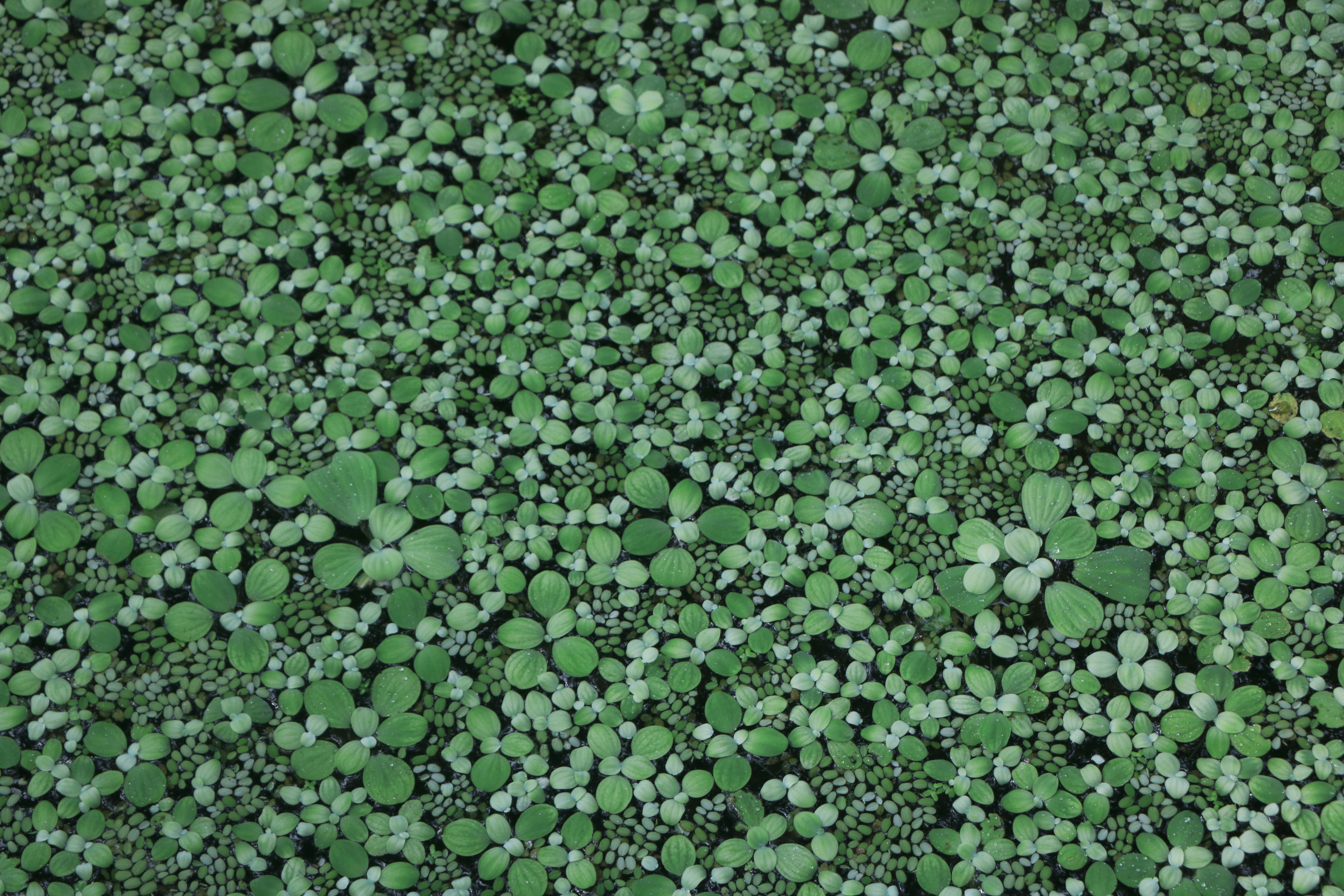 Dense Floating Aquatic Plants