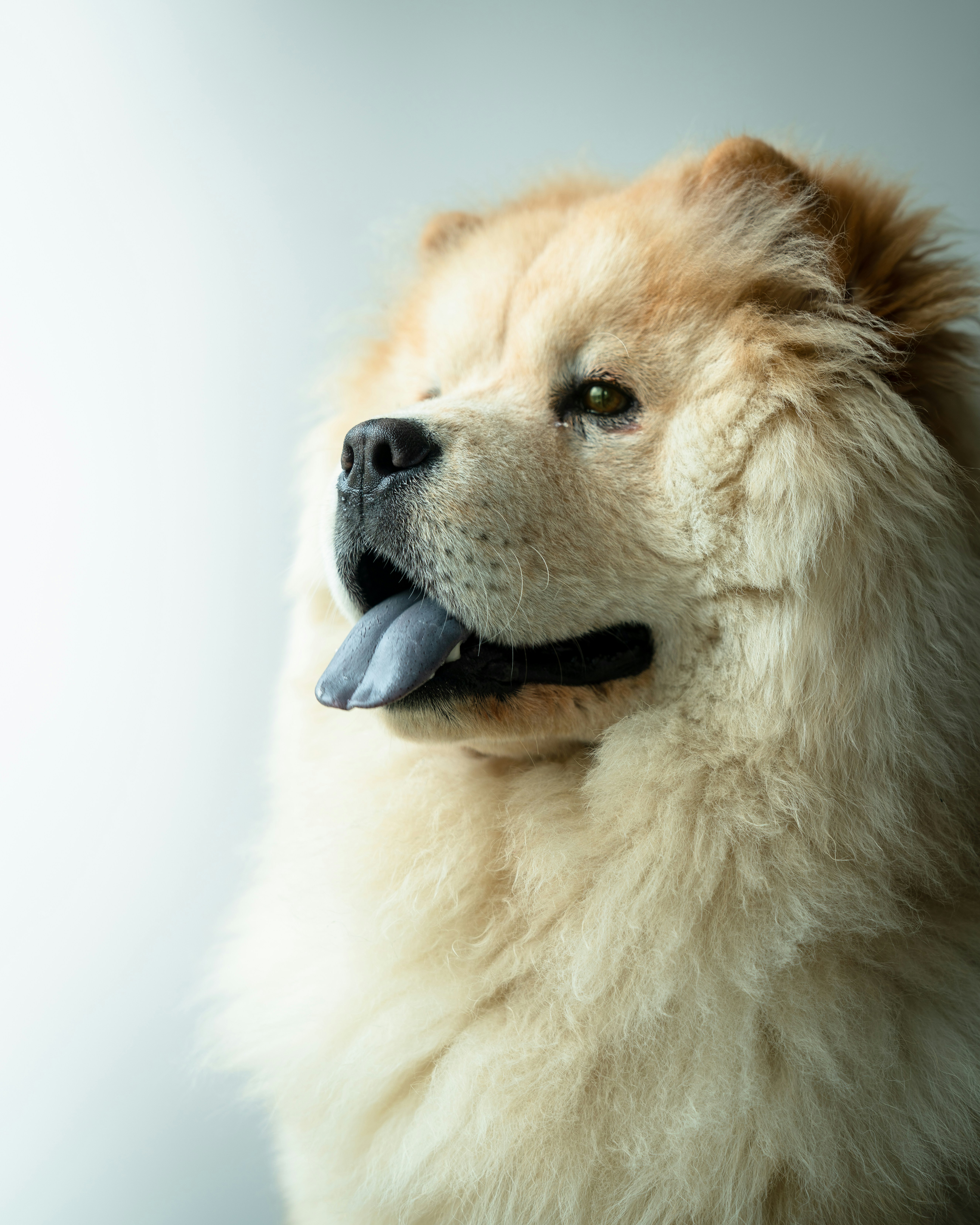 Profile Close-up of a Chow Chow
