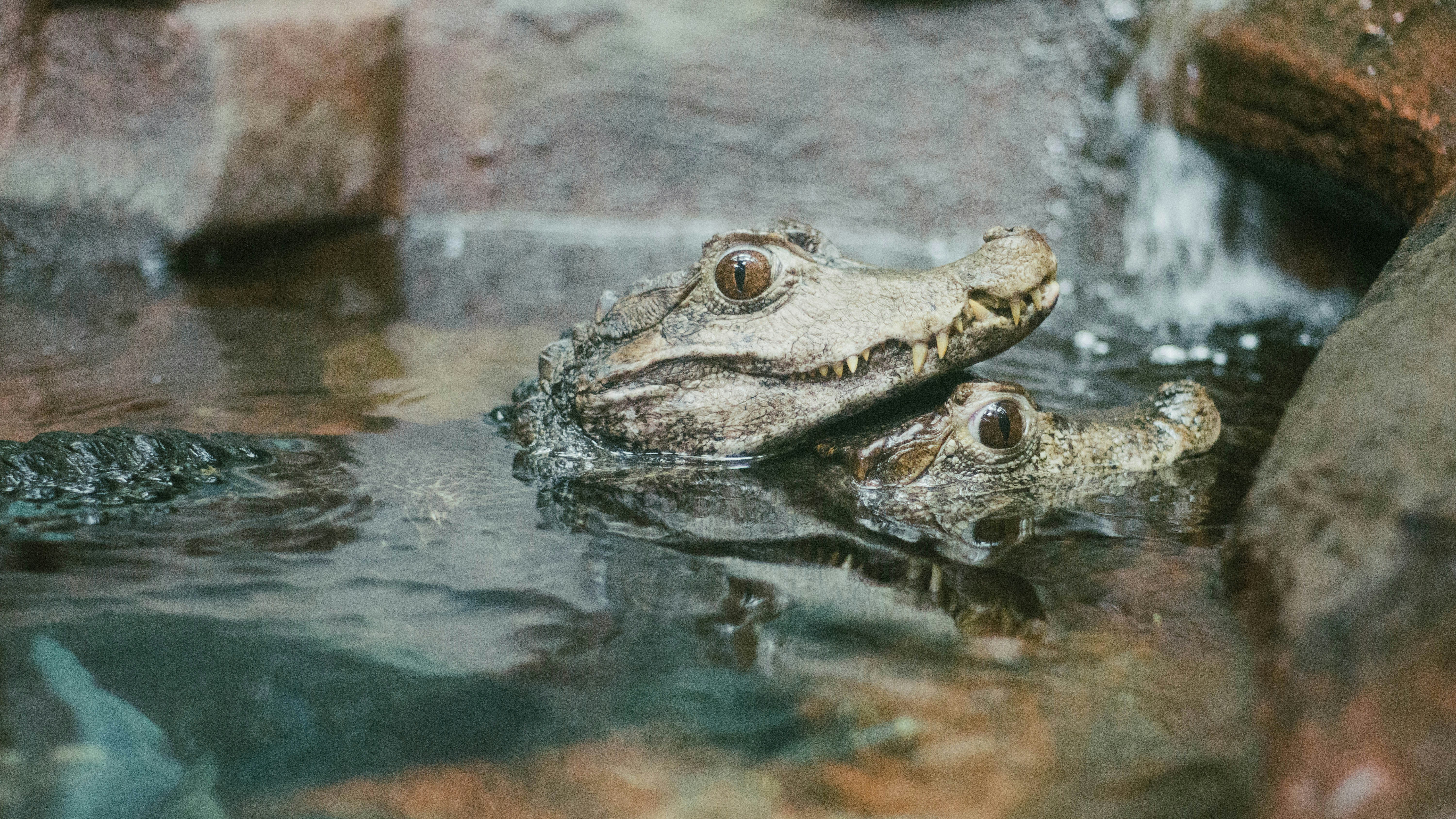 Two Caimans Resting In Water