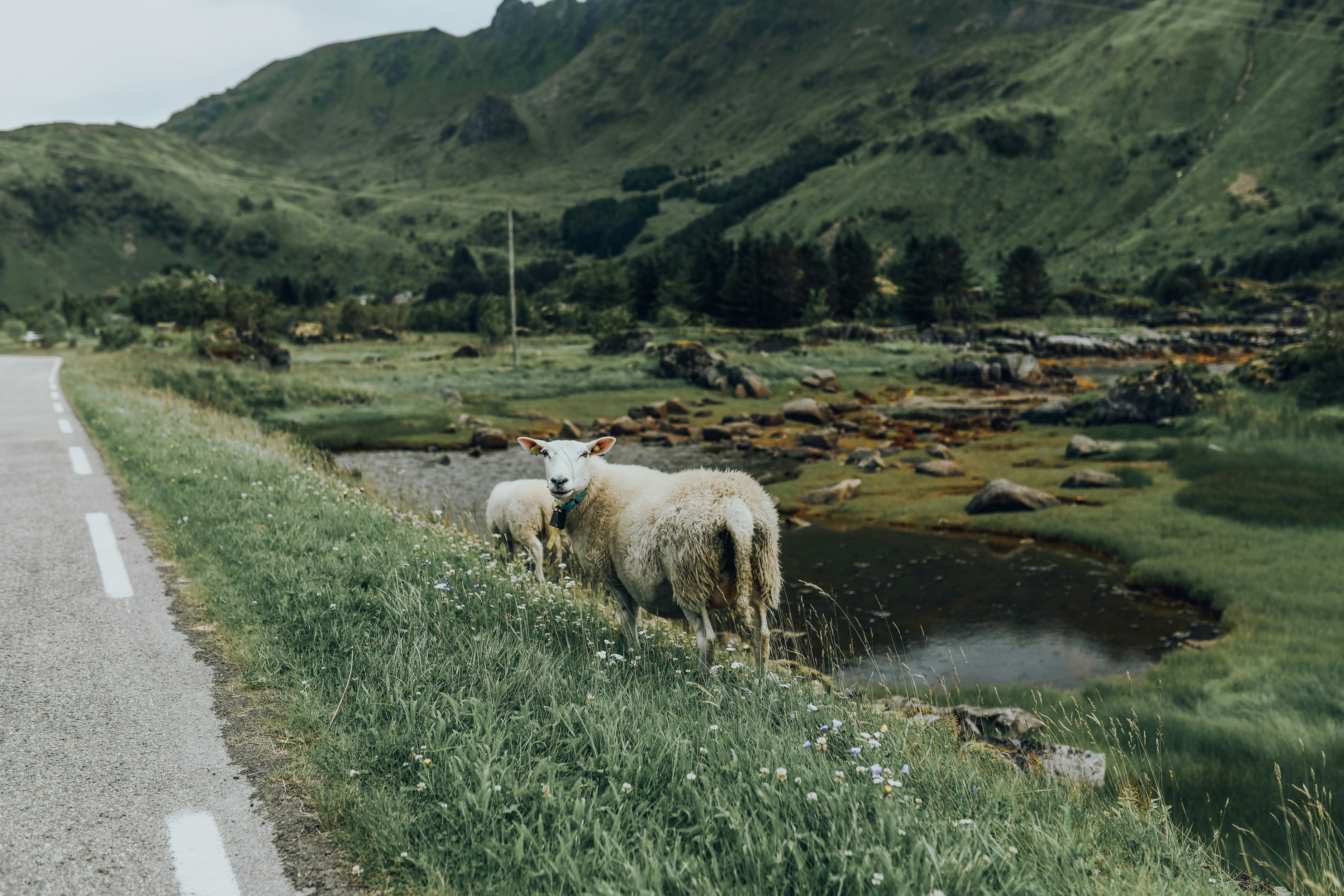 Two Sheep by Mountain Valley Roadside