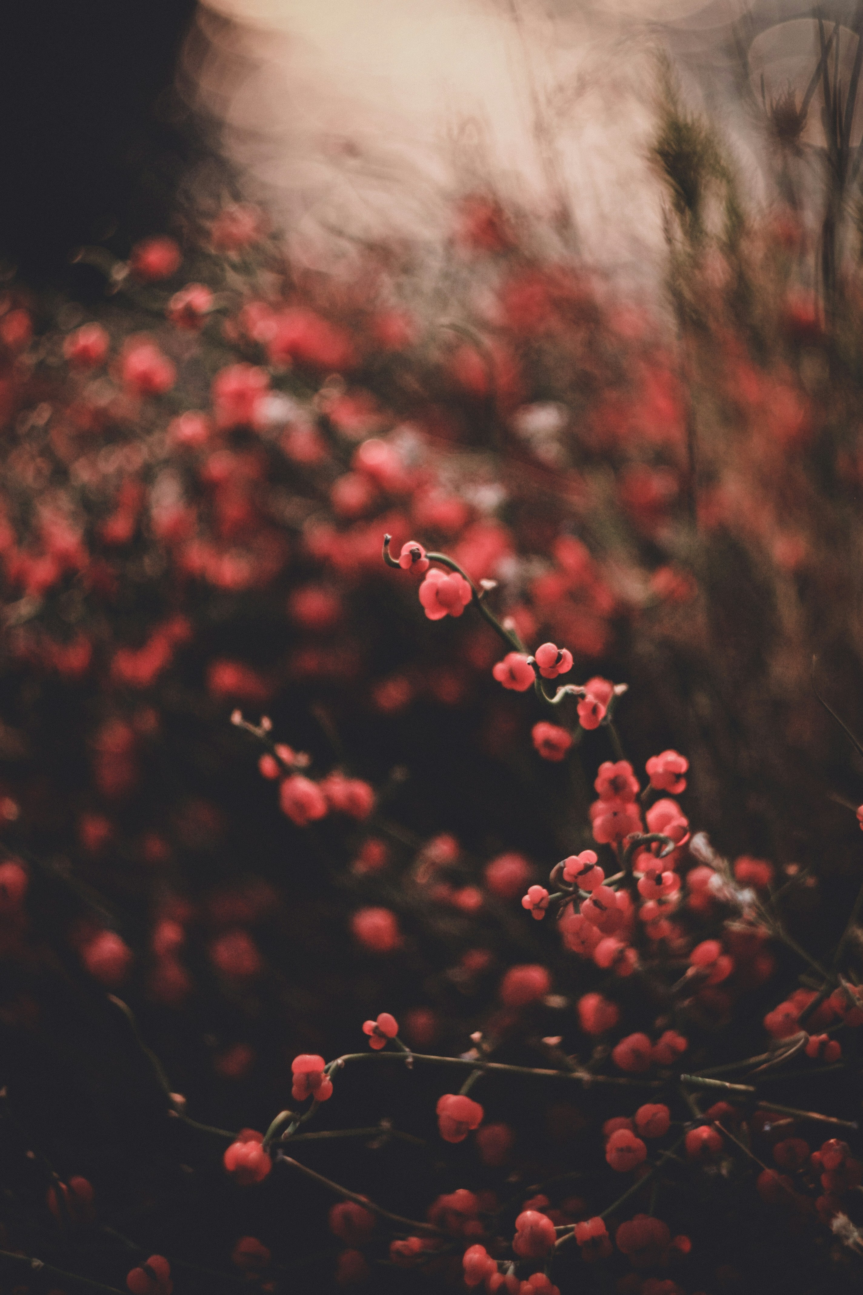 Close-up of Wild Red Berries