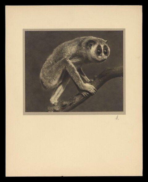 Slow Loris Perched on Tree Branch