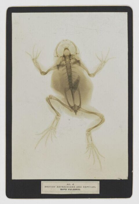 X-ray of Common Toad Specimen
