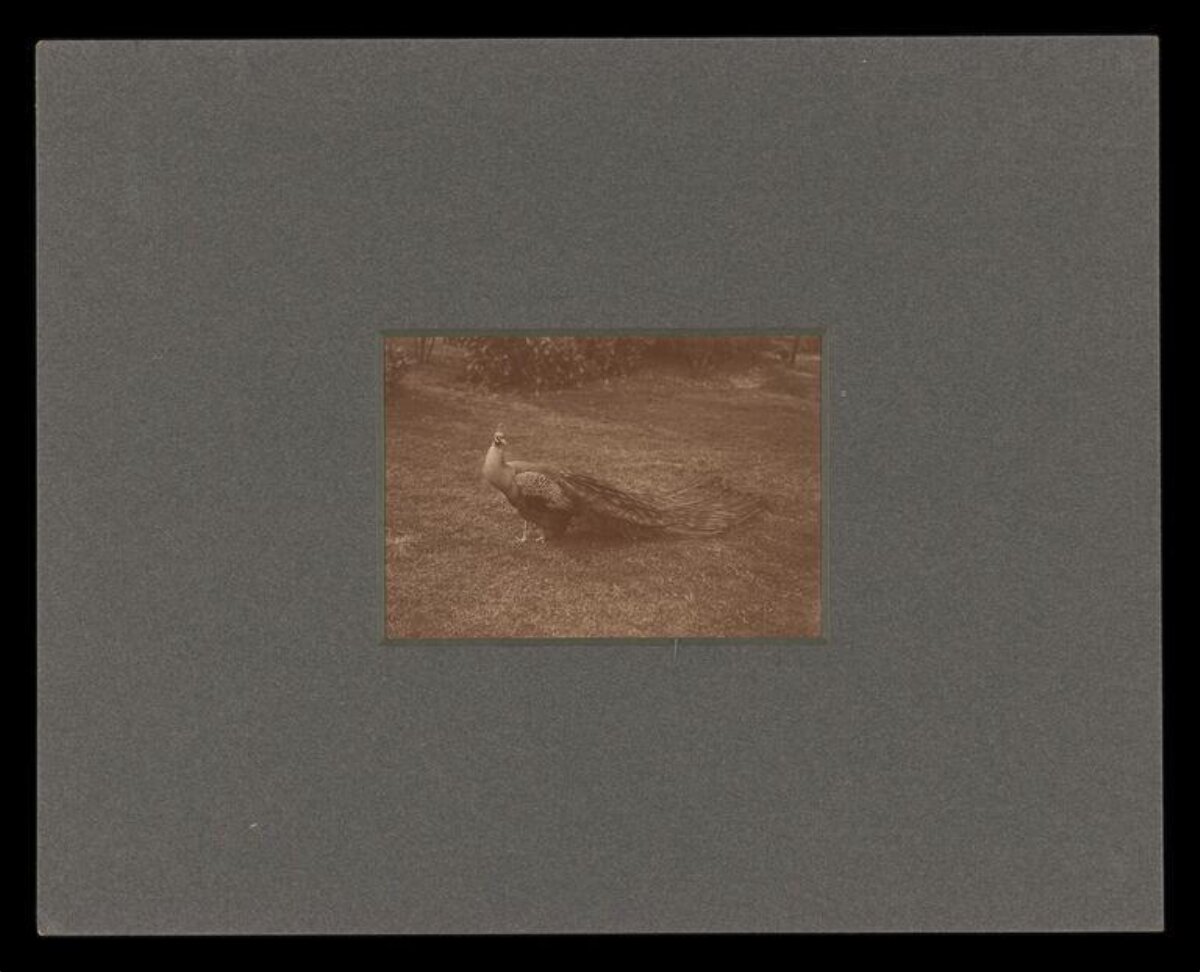 Vintage Photo of Peacock on Lawn