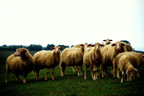 Flock of Sheep on Grassy Slope
