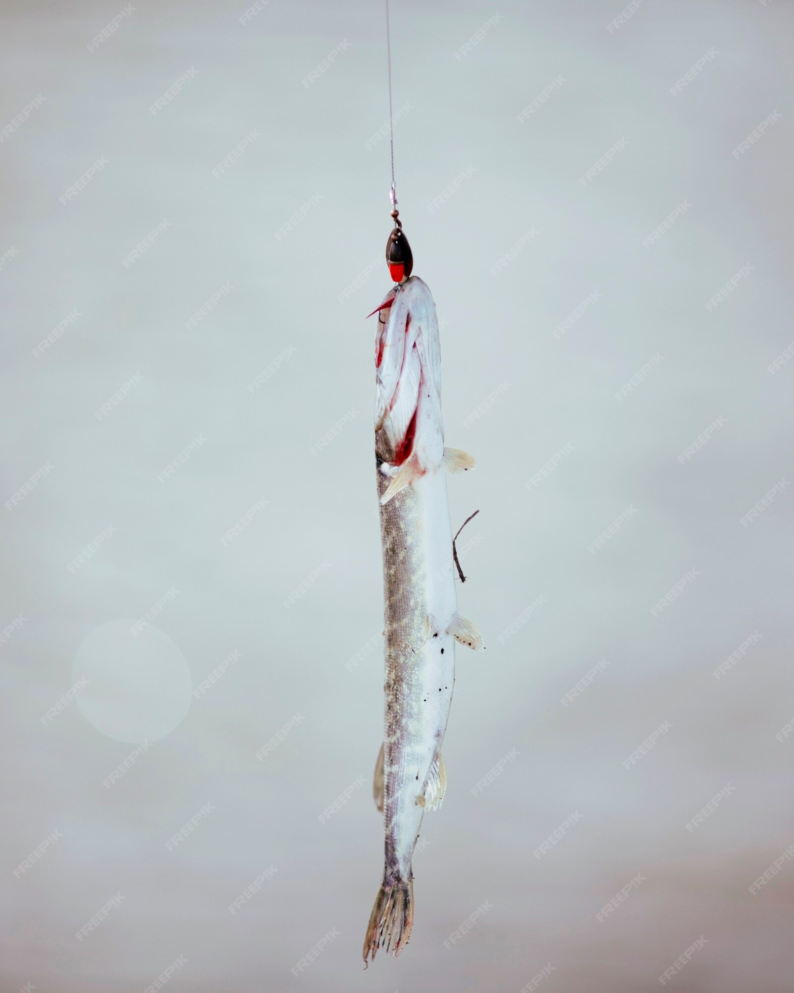 Caught Pike Hanging on Fishing Line