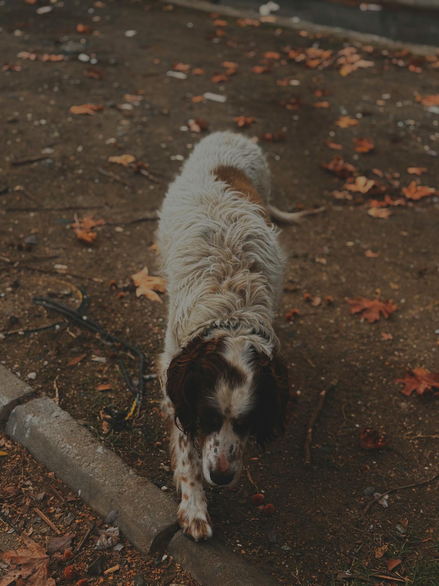 Spaniel Dog Walking in Autumn