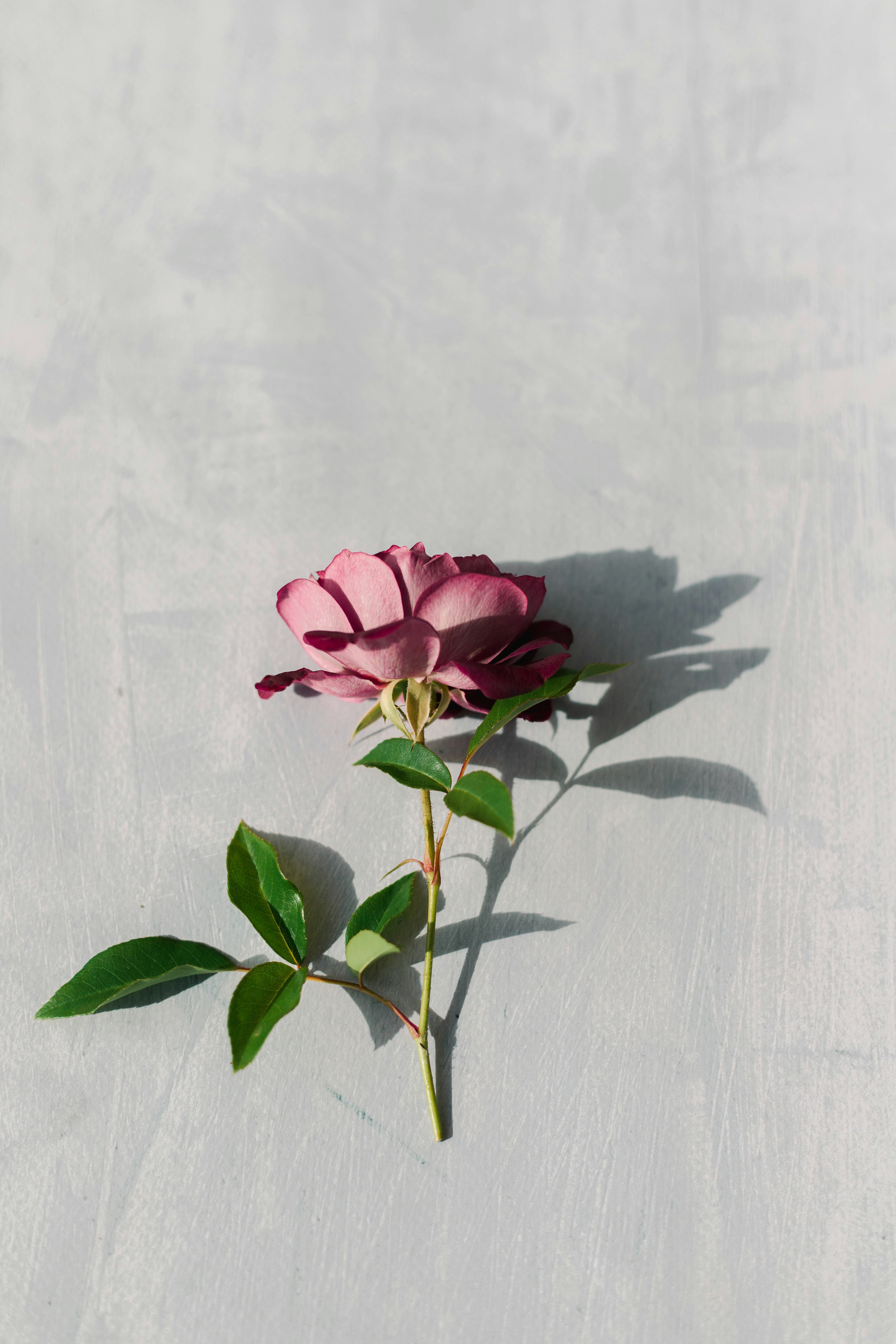 Pink Rose on Light Gray Background