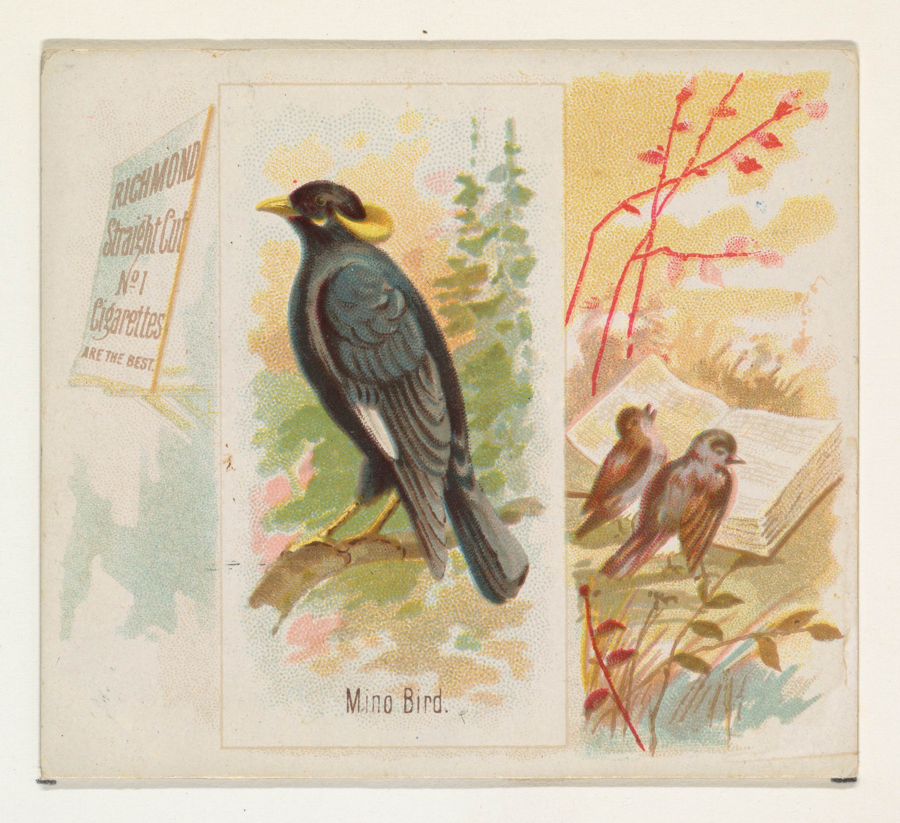 Vintage Cigarette Card of Mino Bird