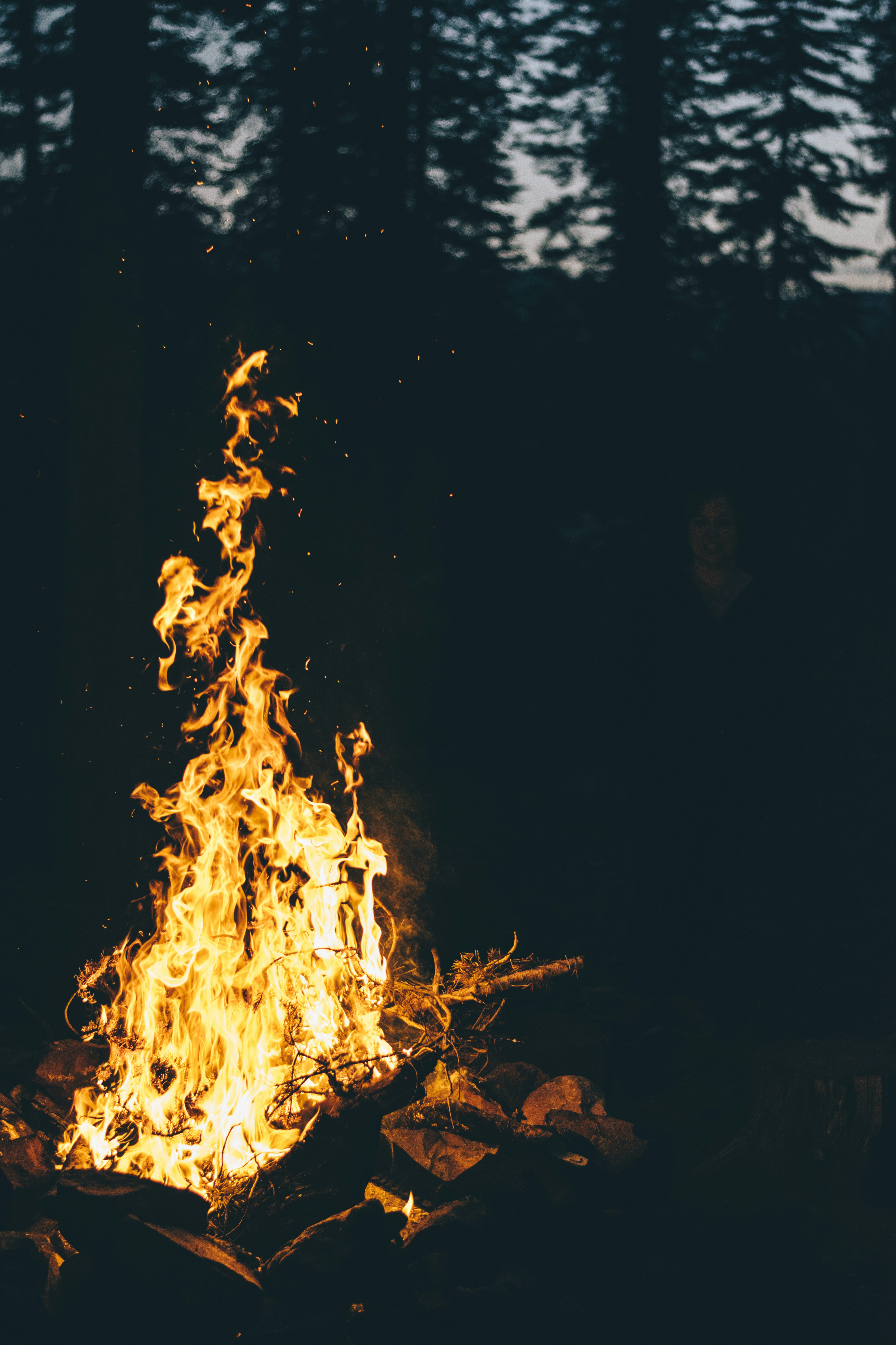 Forest Campfire at Dusk
